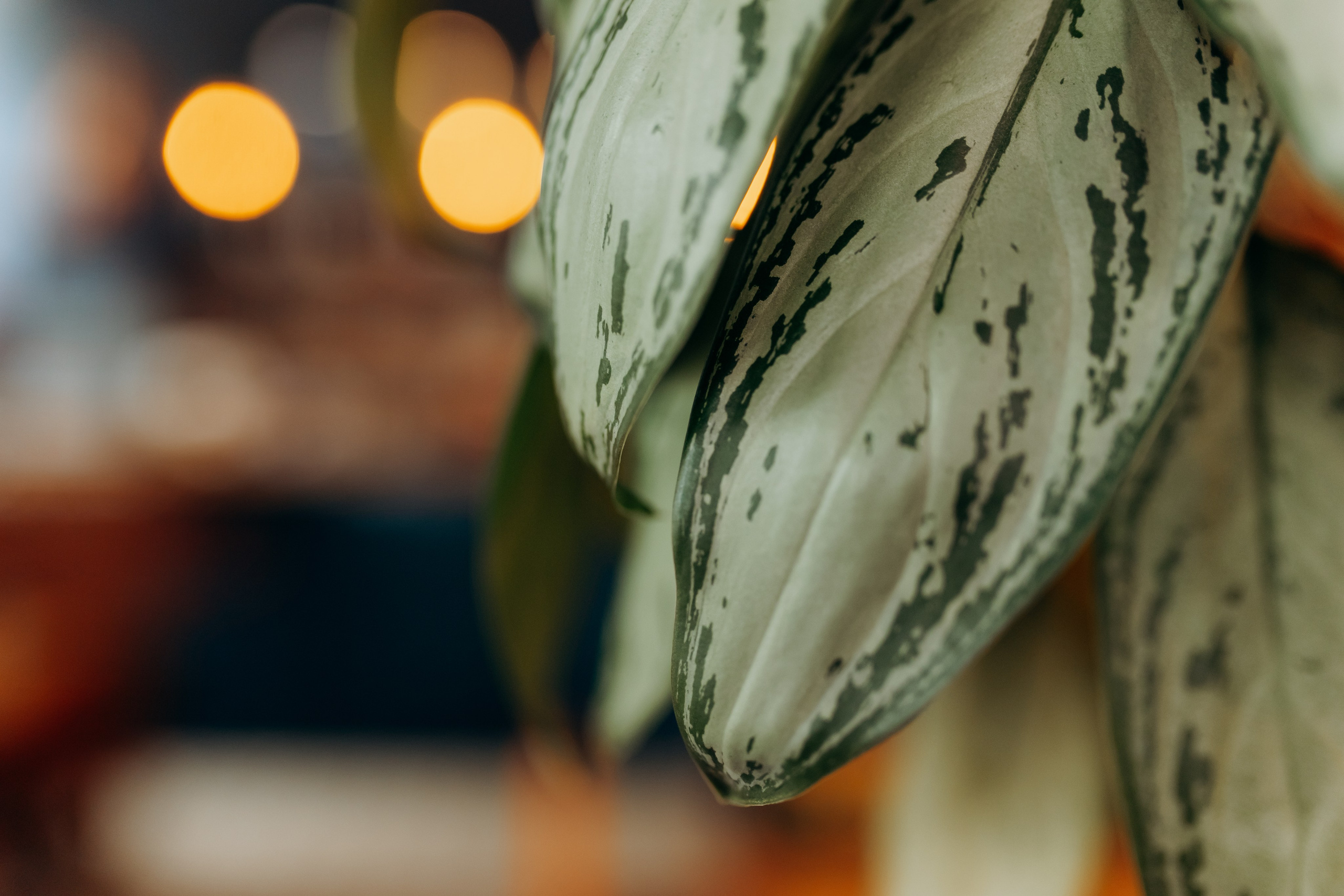 По бургеру в «Карл Маркс». Свадебный и семейный фотограф в Туле и области Маша Костина