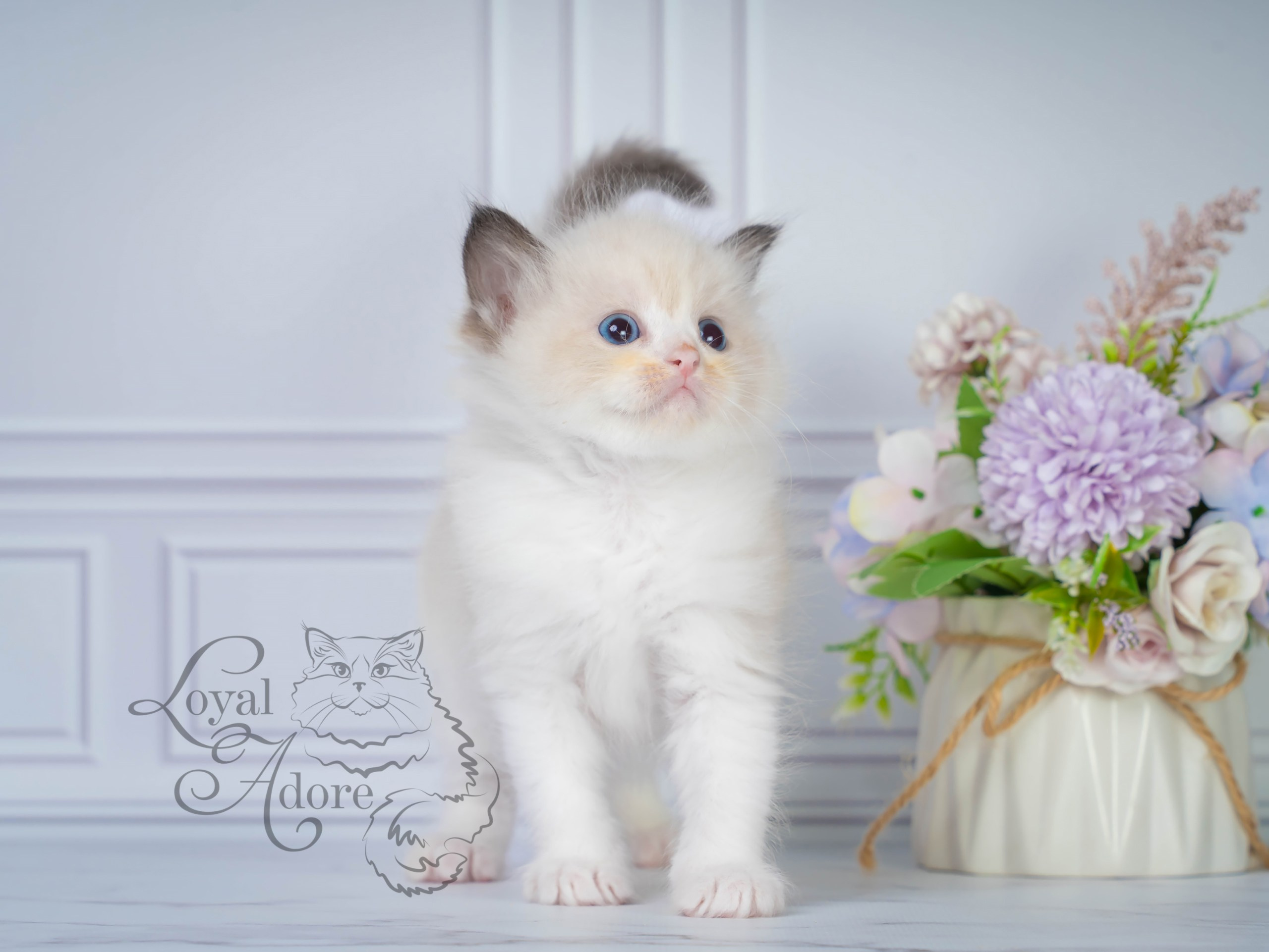 Котята рэгдолл от Loyal Adore. Питомник рэгдолл Loyal Adore