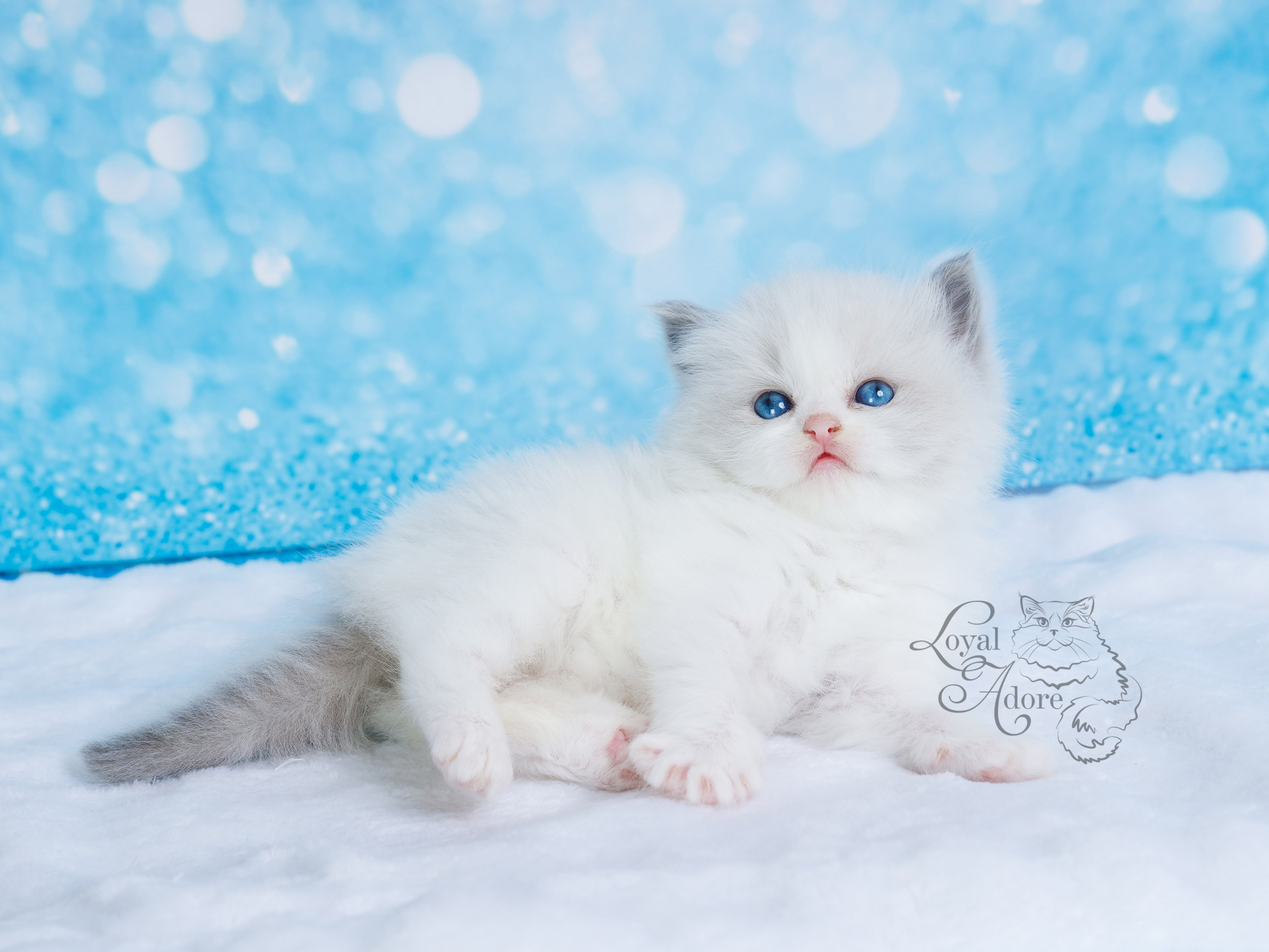 Котята рэгдолл от Loyal Adore. Питомник рэгдолл Loyal Adore