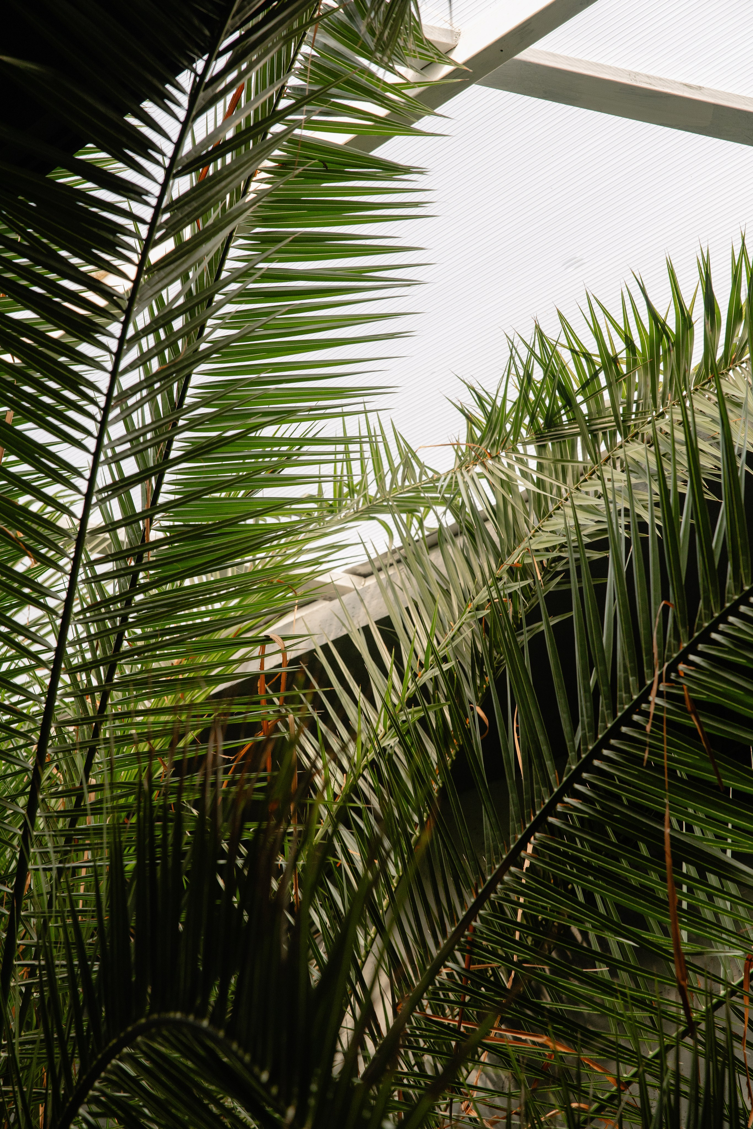 Павел & Алёна. Свадебный фотограф Краснодар и Москва. Анна Еремчук