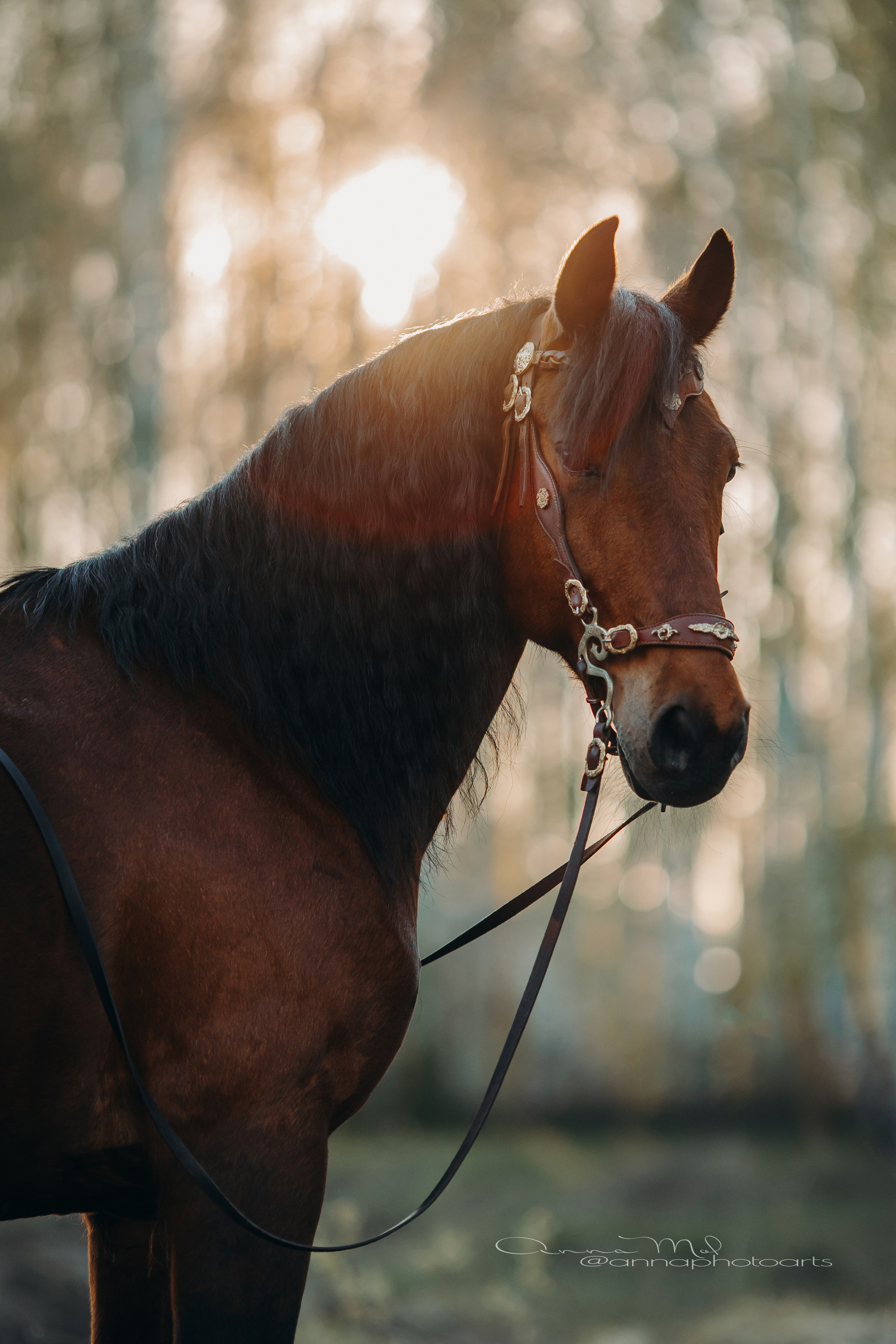 Для фотографов. Анна Молчанова конный фотограф в Тюмени | фотосессии с лошадьми Тюмень