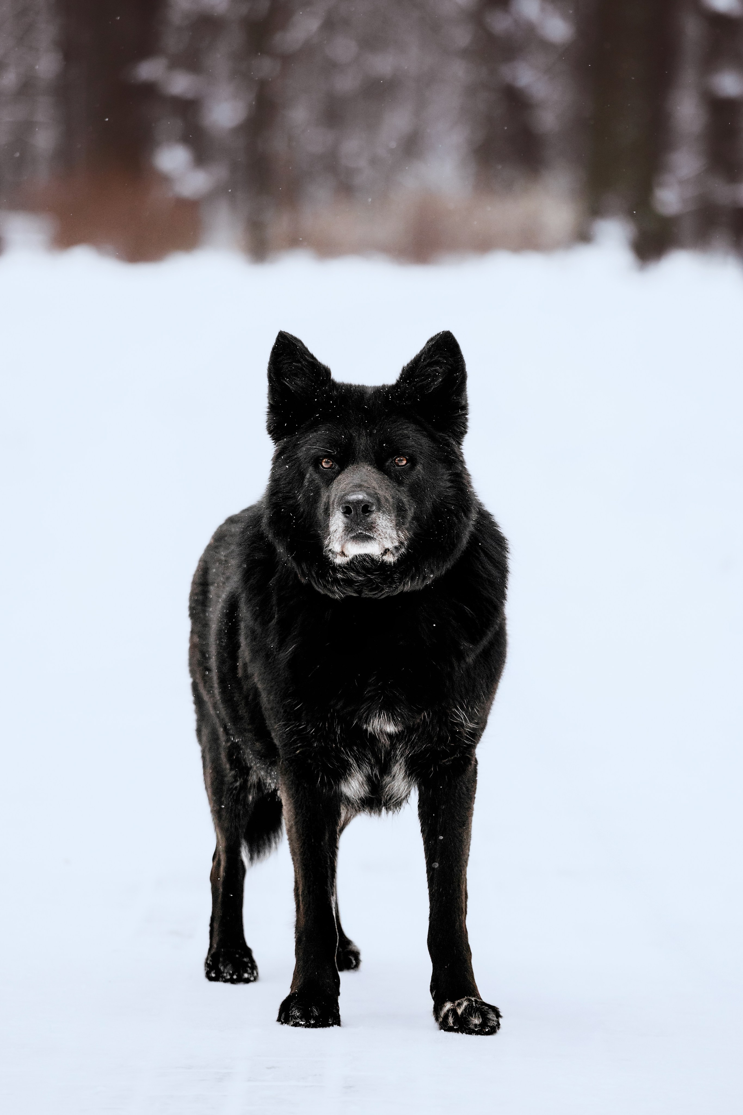 Собаки из приюта Дубовая роща зима. Фотограф-анималист Татьяна Степанова