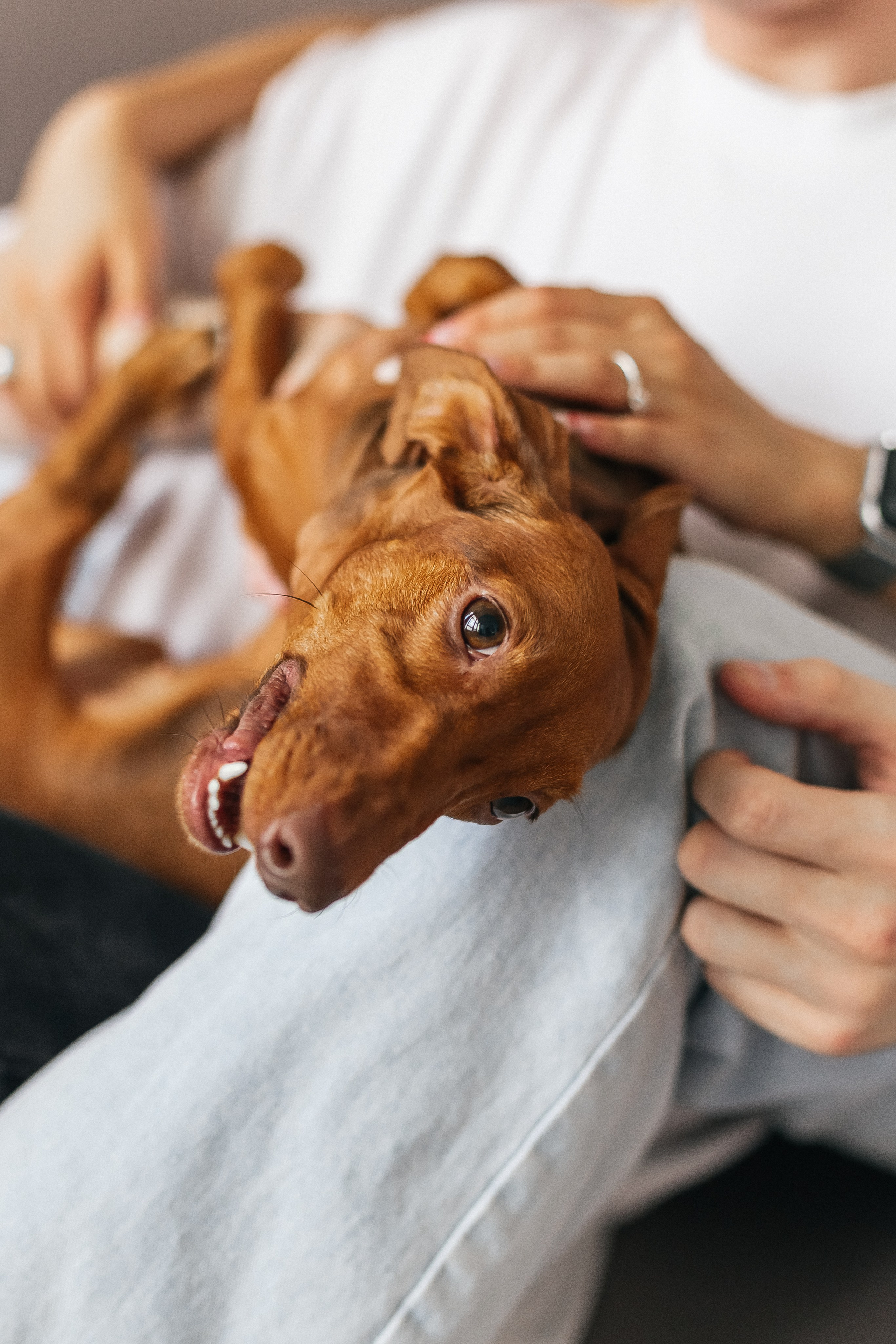 Анна и Валентин + Чапа. Портретный и семейный фотограф в Минске