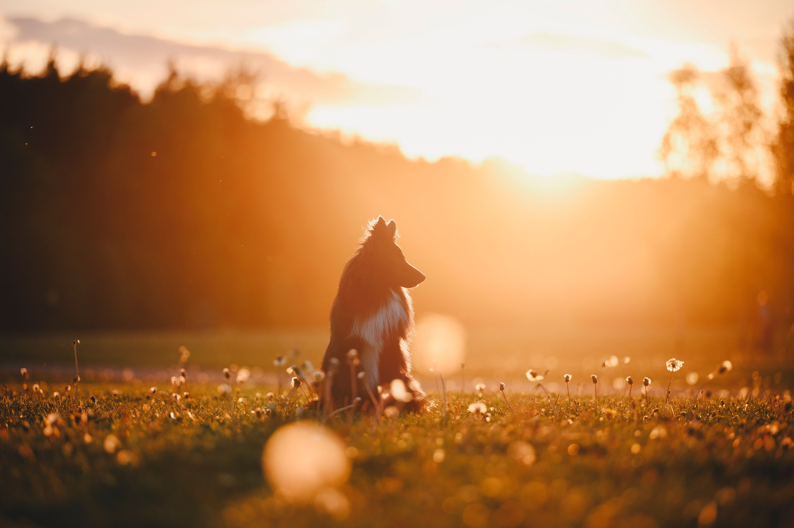 Юля, Никс и Чайф. Семейный фотограф анималист Ананьева Мария — Москва