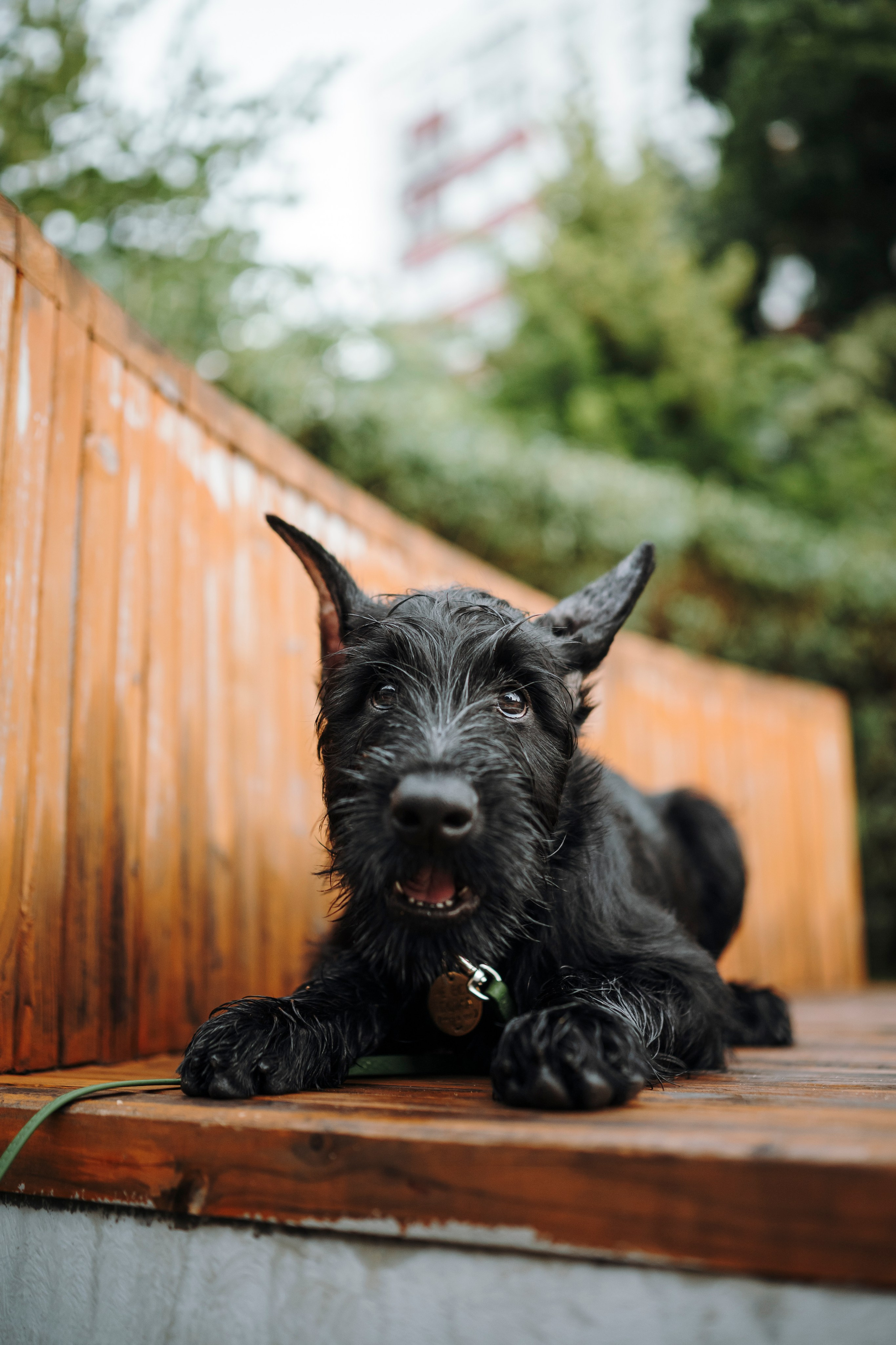 Даша и Умбра. Семейный фотограф анималист Ананьева Мария — Москва