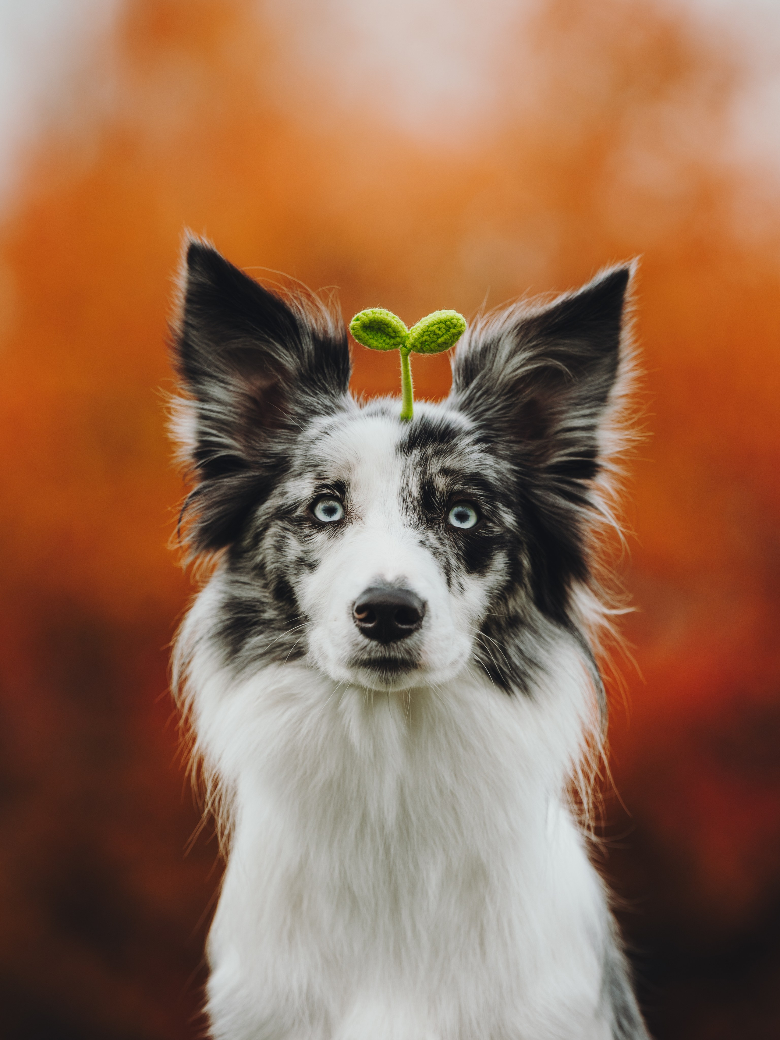 Лилу, Ри и Тучка. Семейный фотограф анималист Ананьева Мария — Москва
