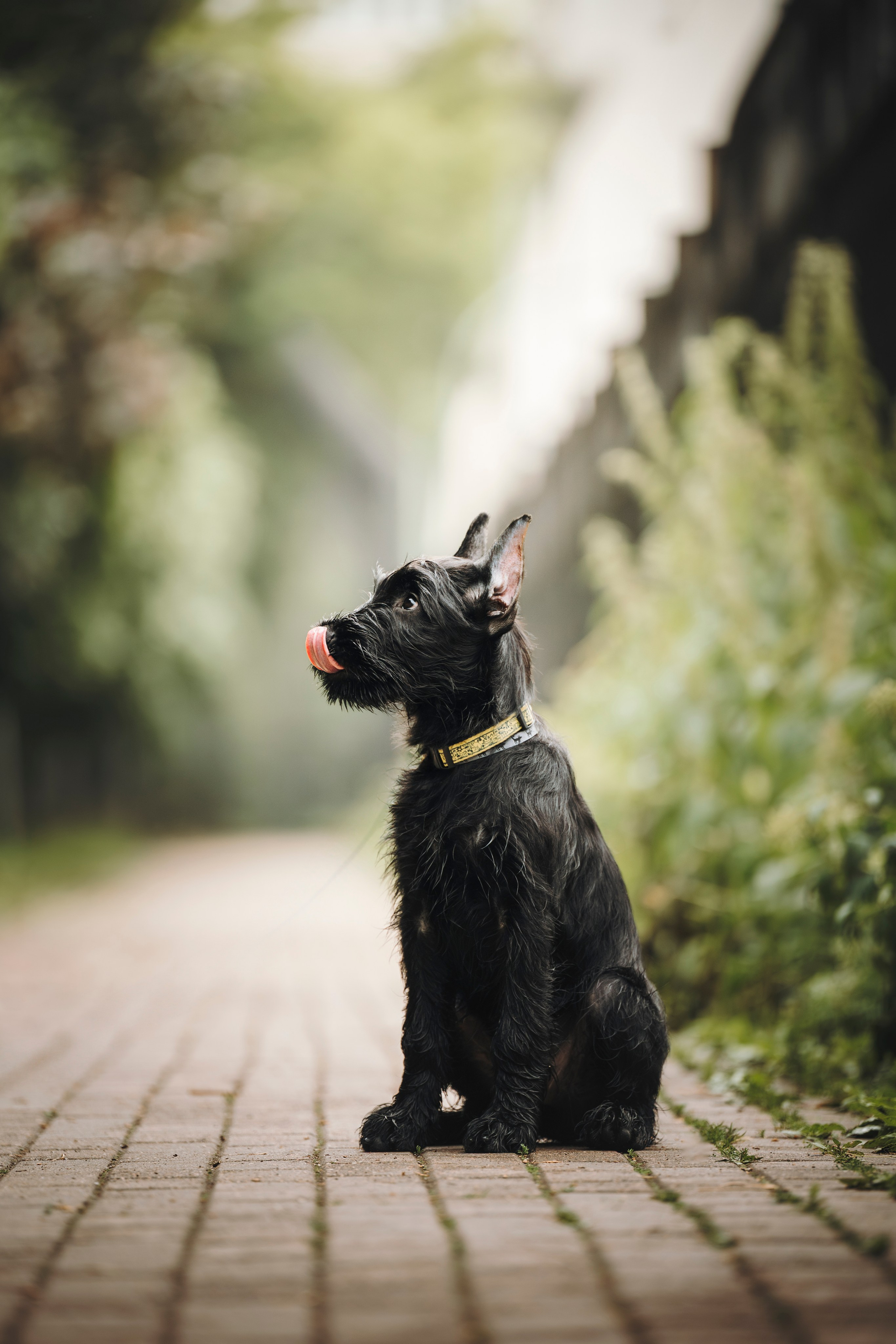 Даша и Умбра. Семейный фотограф анималист Ананьева Мария — Москва