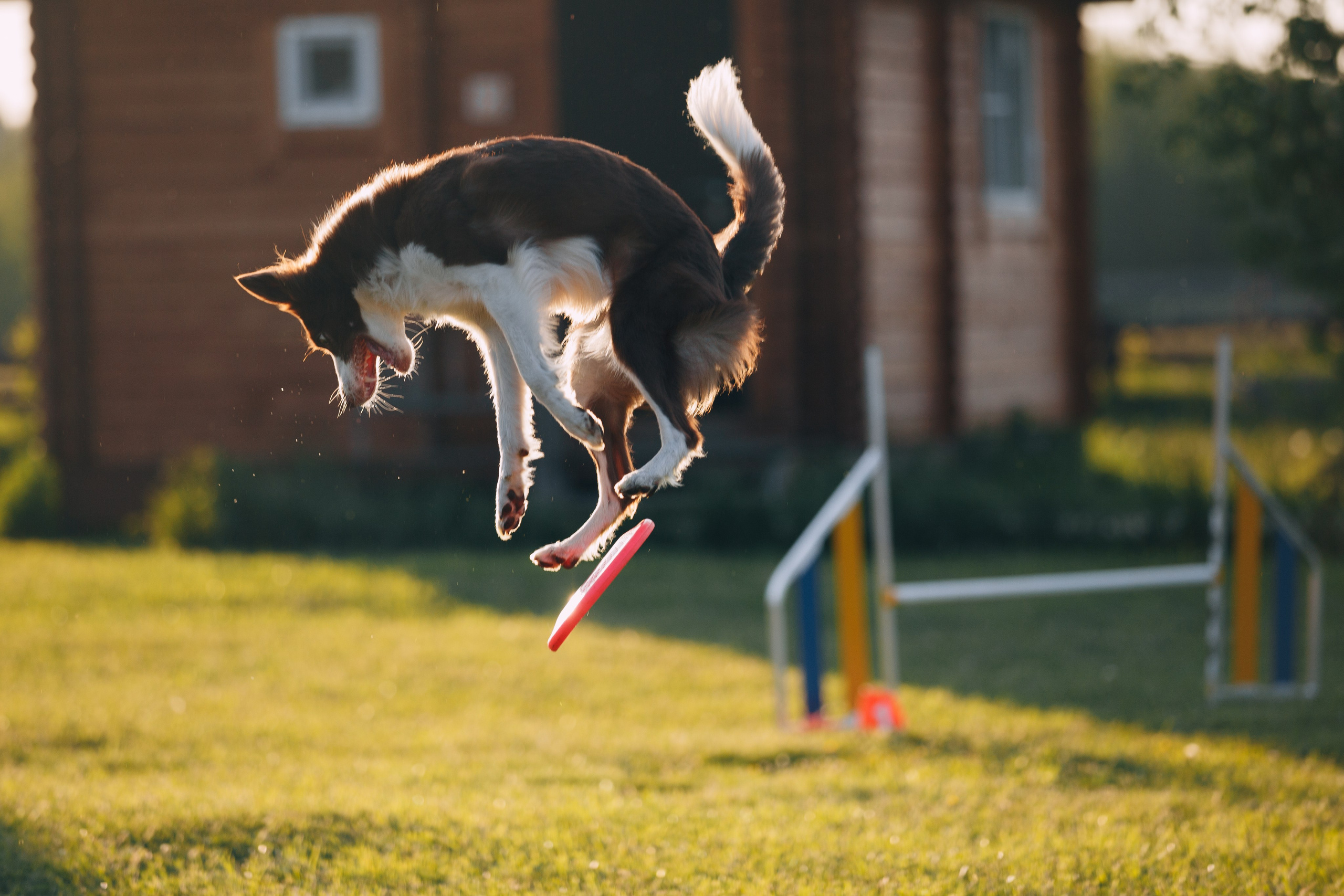 Кинологический лагерь в Горыныче. Фотограф анималист Кристина Карпова, Москва