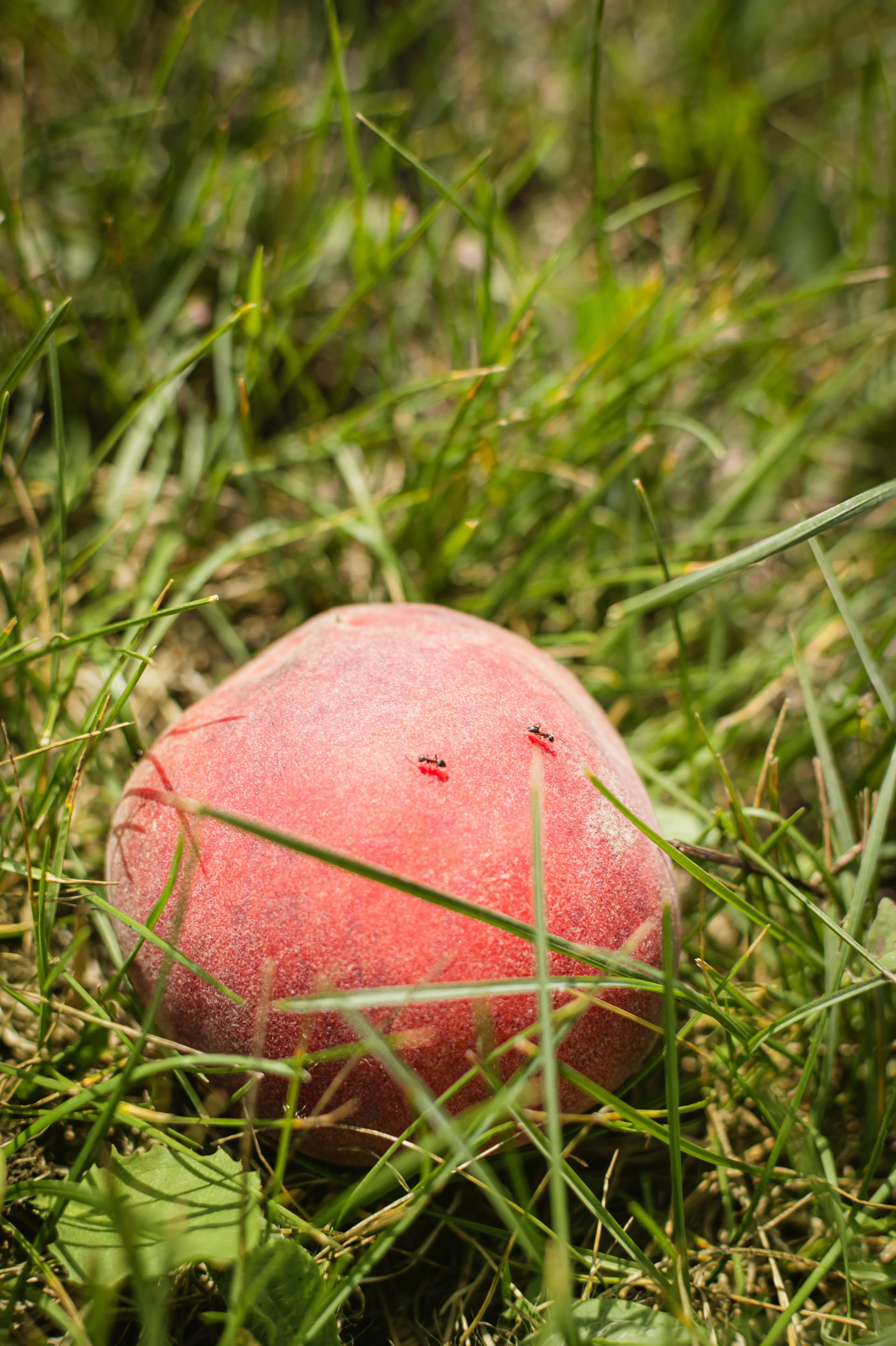 персик и муравьи 