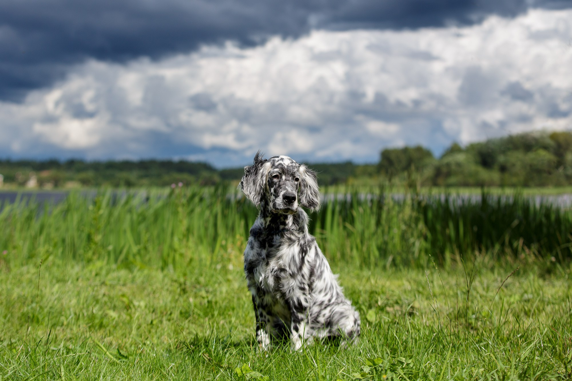 Фотосъёмки щенков. Фотограф-анималист Natalia Deingel | Фотосъемка собак в Москве