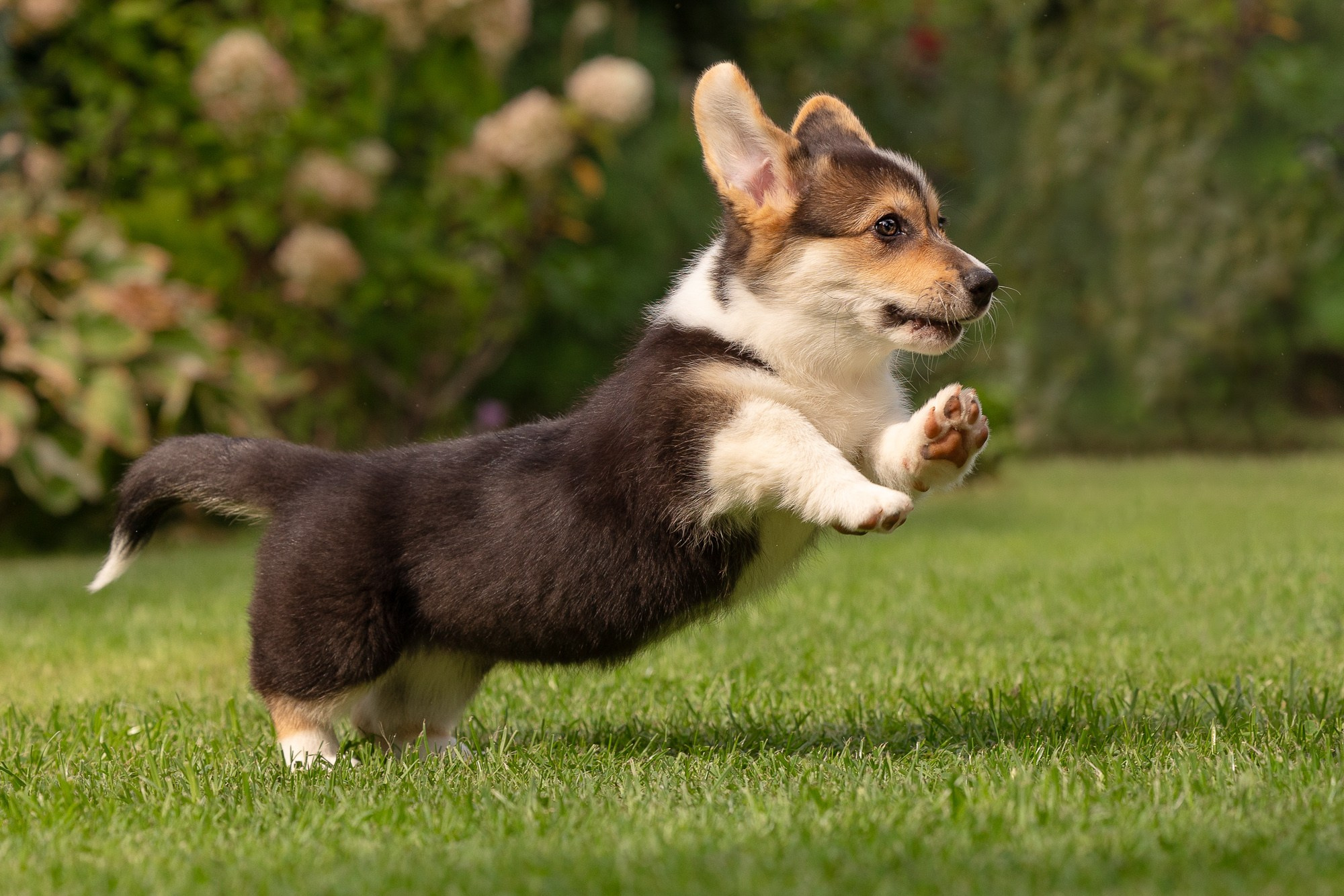 Фотосъёмки щенков. Фотограф-анималист Natalia Deingel | Фотосъемка собак в Москве