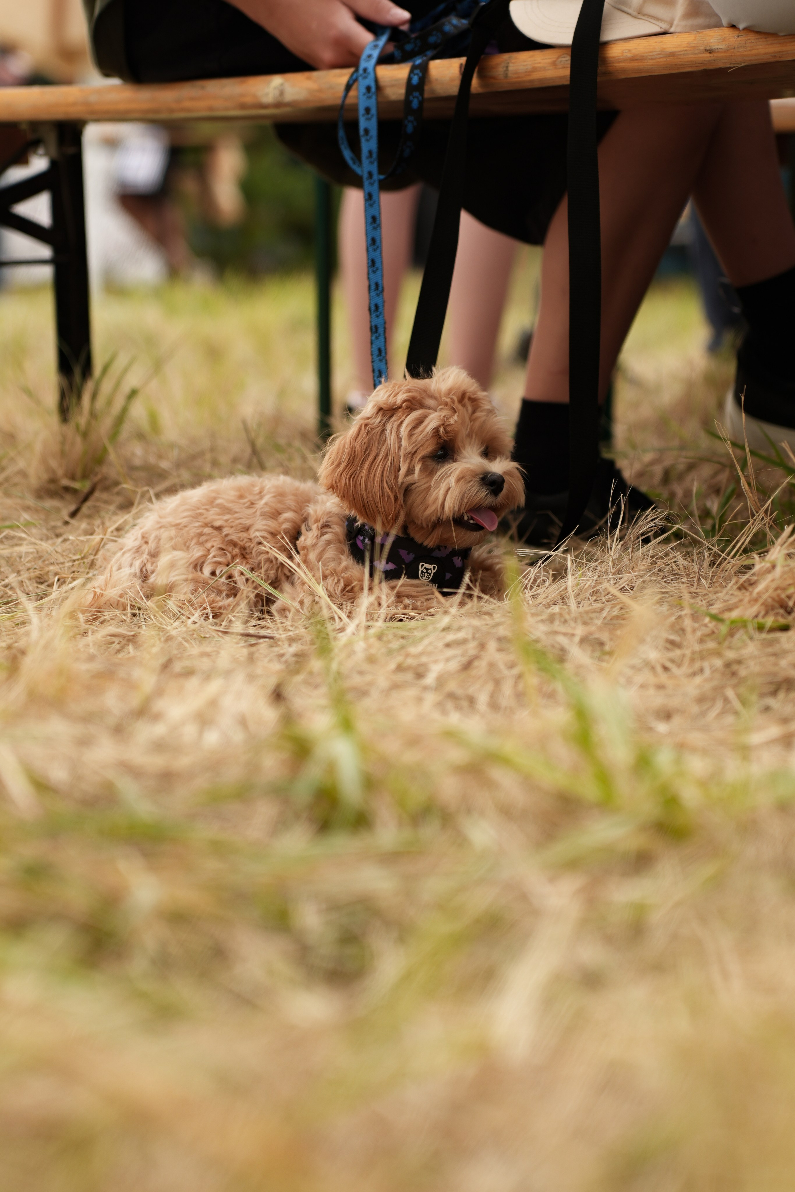Фестиваль шаров Переславль. Свадебный и семейный видеограф в Москве Гера Филатов