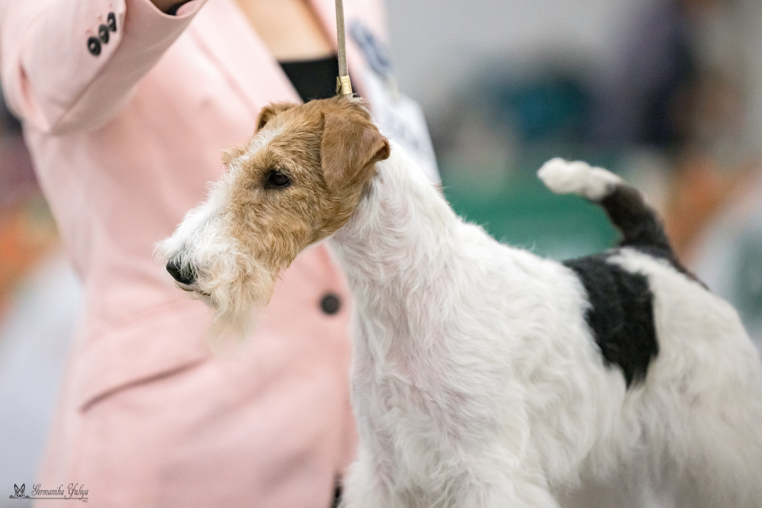 ЕВРАЗИЯ 18-19.11.2023. Фотограф-анималист Юлия Германика