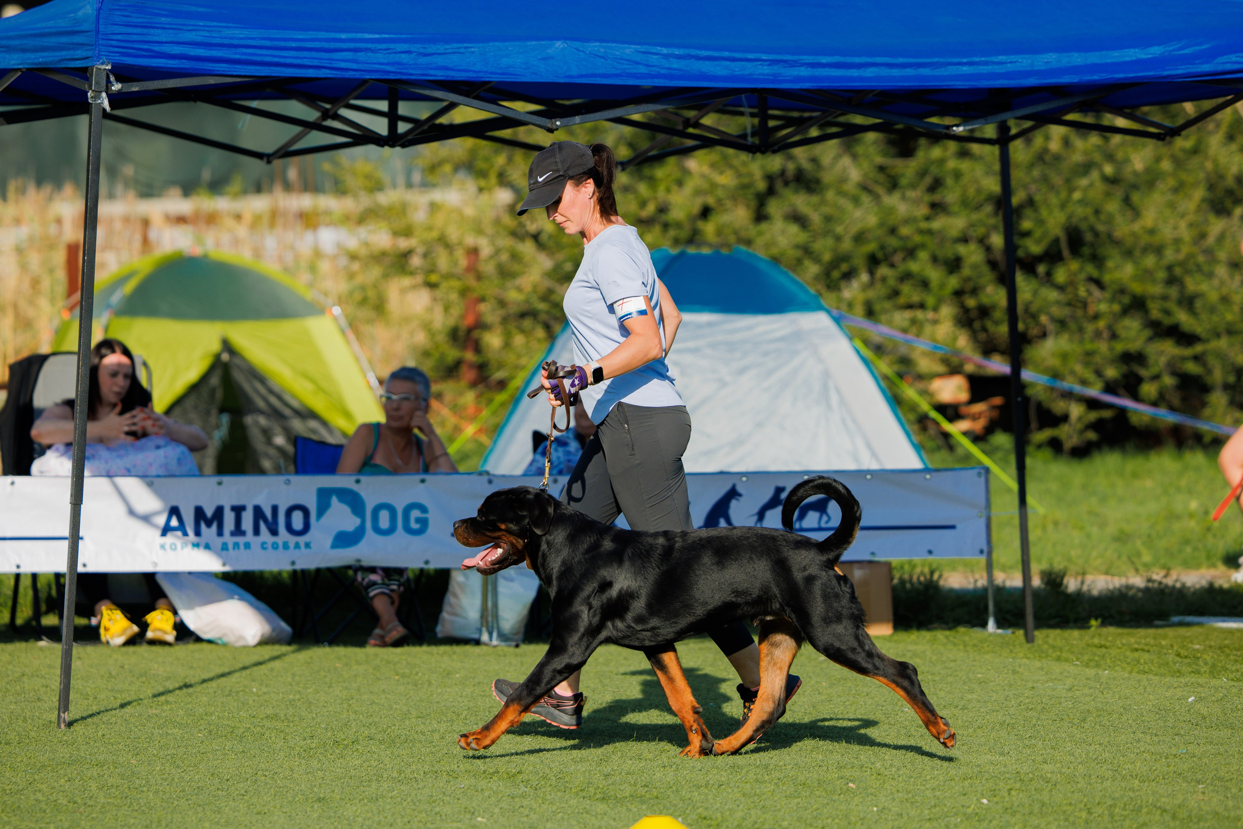 Анапа ротвейлеры 14-15.09.2024. Фотограф-анималист Юлия Германика