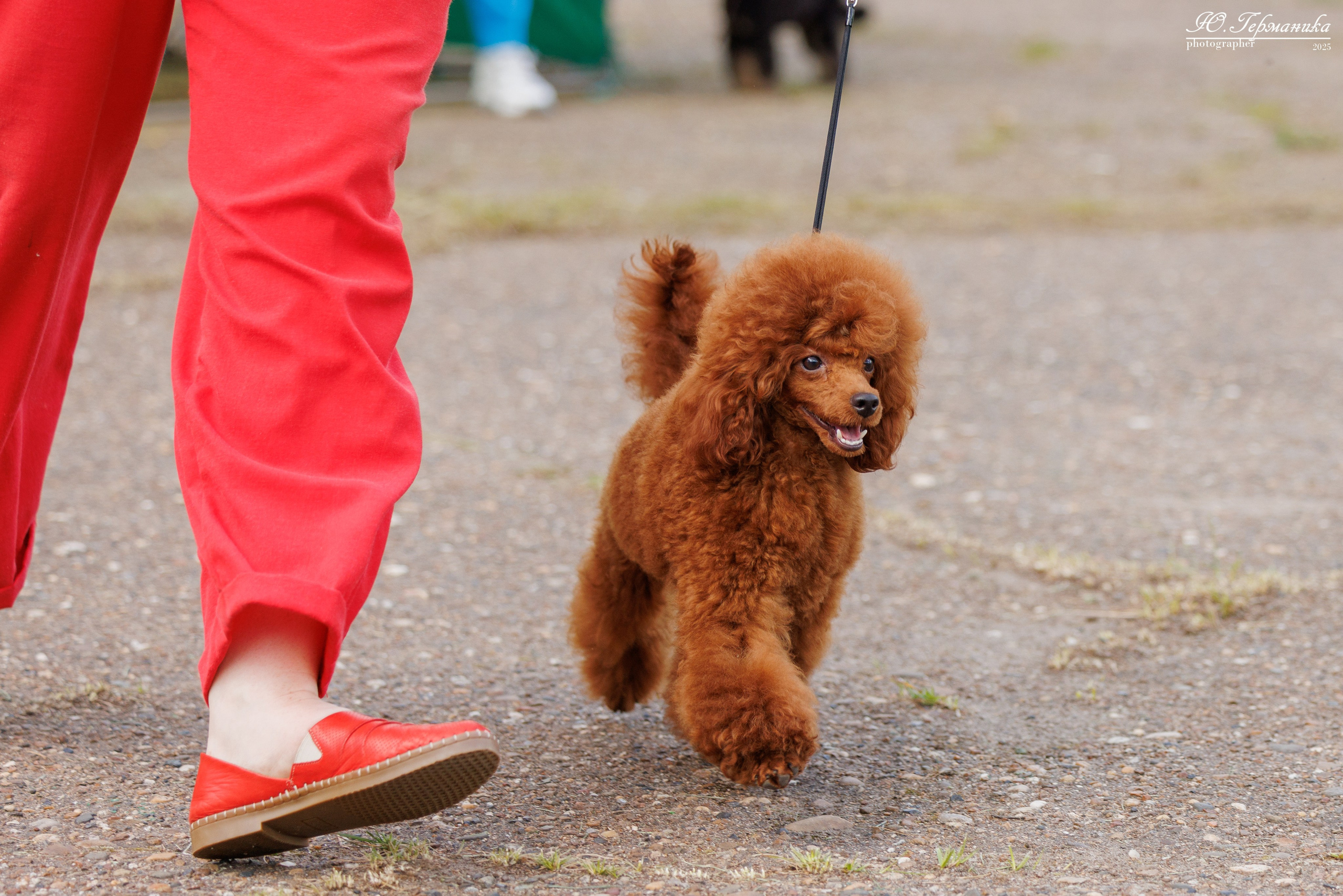 Тверь 10.08.2025. Фотограф-анималист Юлия Германика