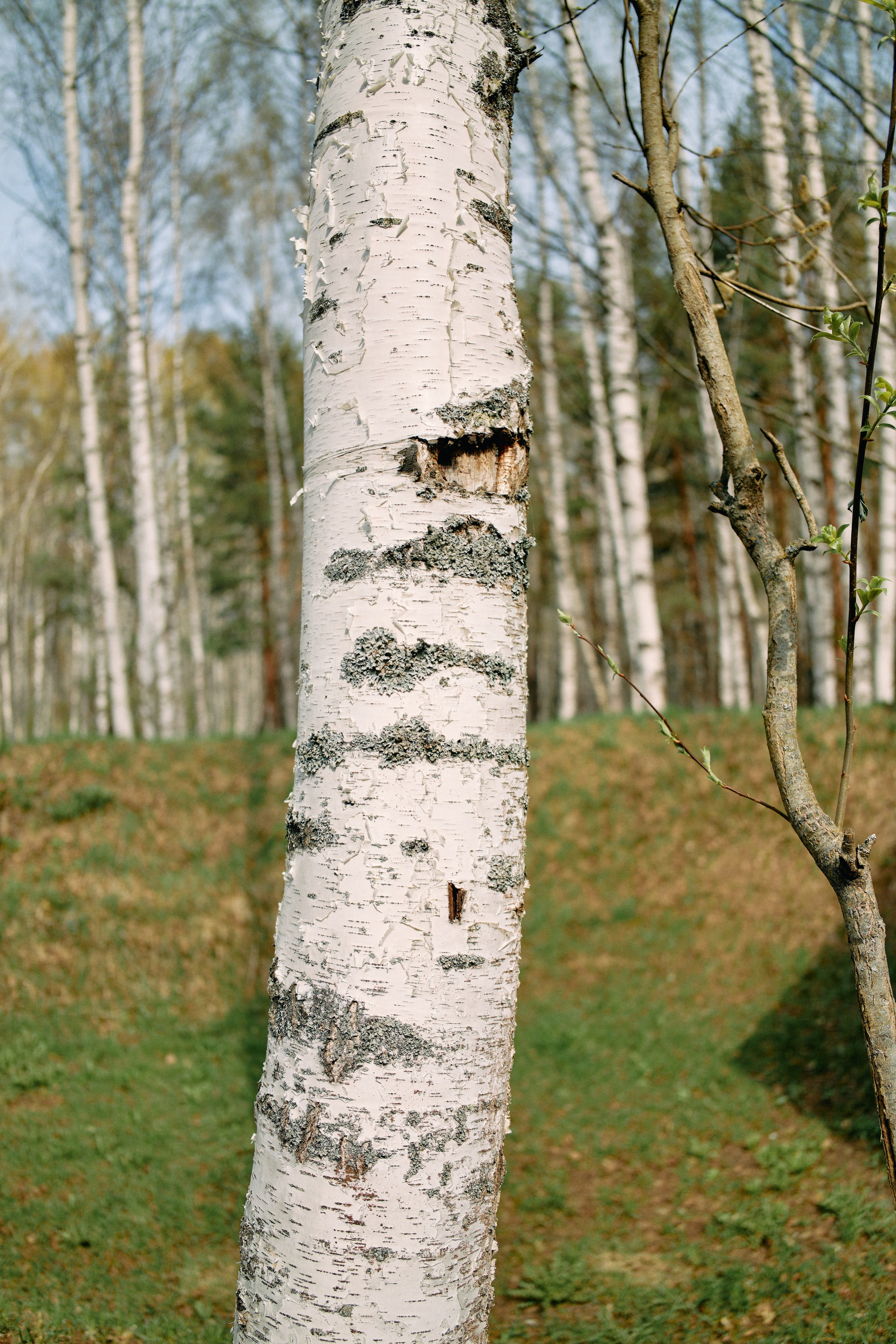 Бутик-отель Поле летом. Профессиональный Фотограф во Владимире, в Москве и в Суздале — Полина Романычева