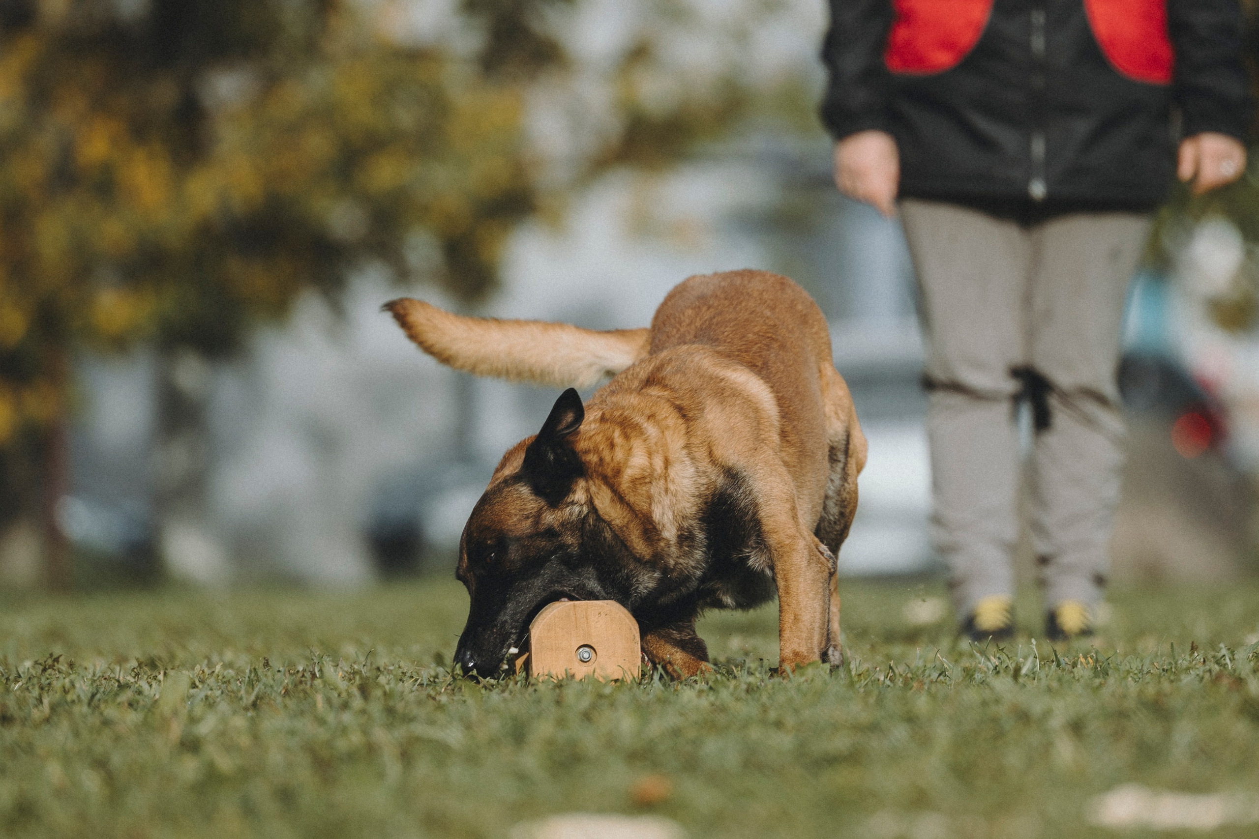 Испытания по мондьорингу г. Пушкин 29.09.2024. Фотограф-анималист Анна Маринич