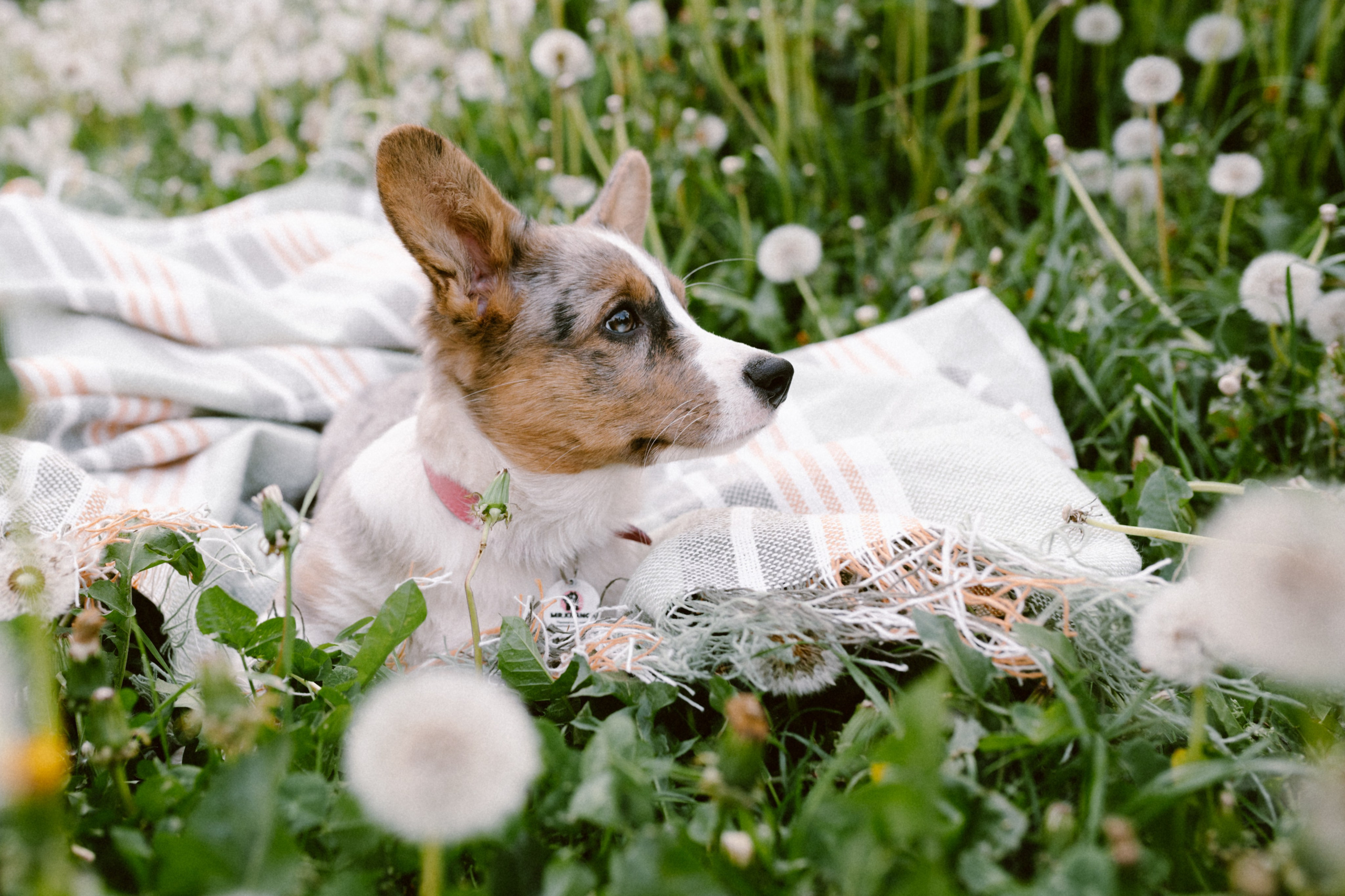 Настя и её семья. Фотограф анималист в Москве Ольга Агушева