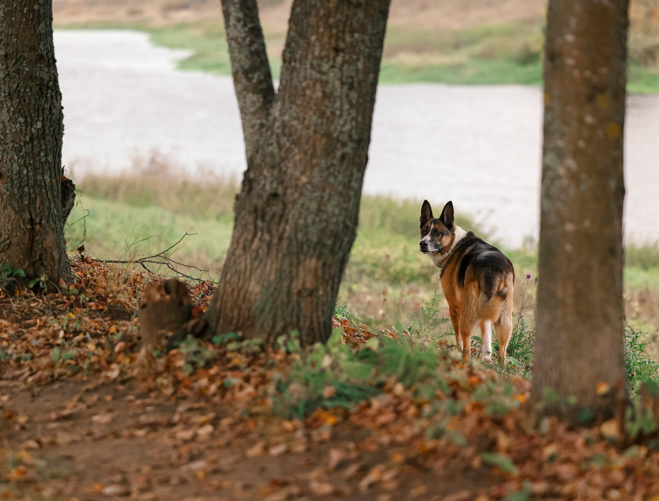 Прогулка на природе. Фотограф-анималист Полина Колкова | Москва