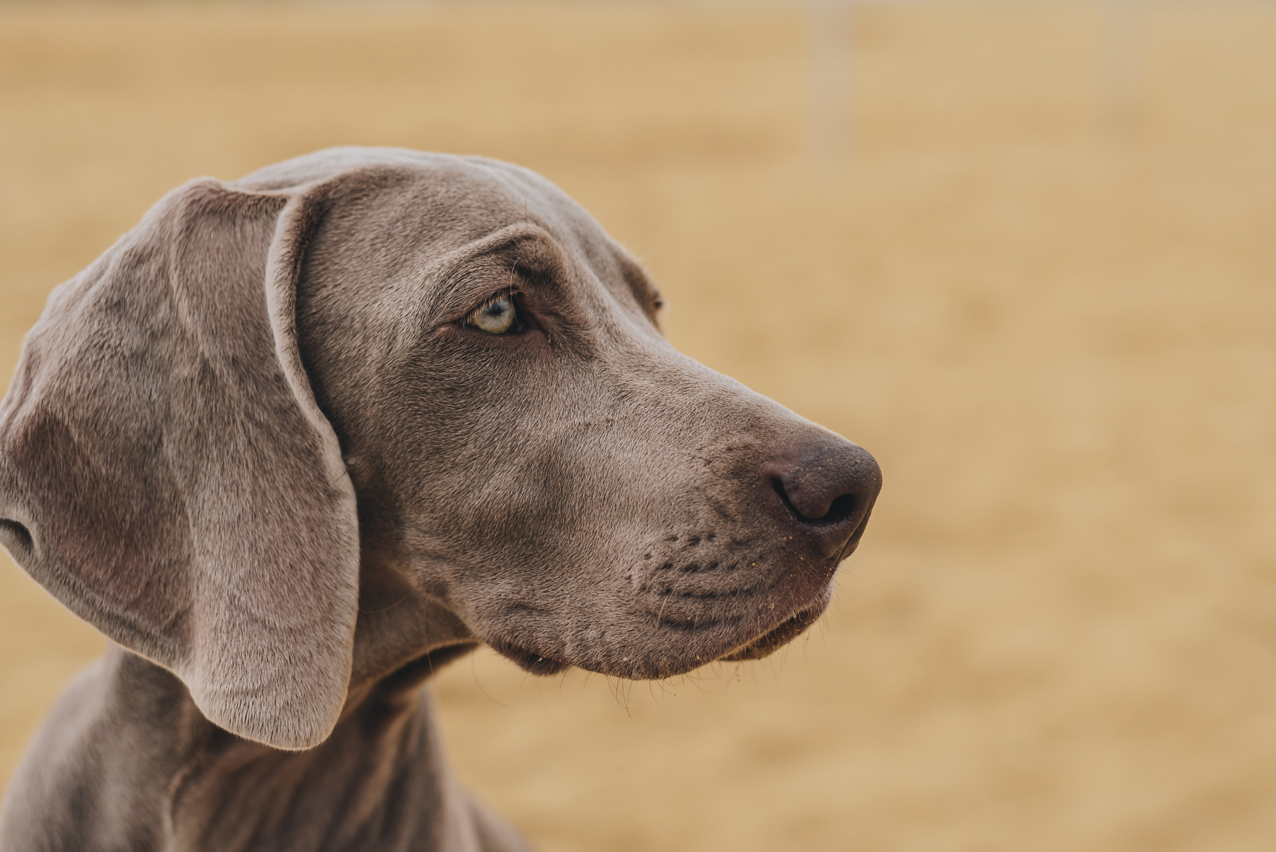 Weimaraner. Natalia Finch Photography — Family, Kids & Pet Photographer in Chicago, IL