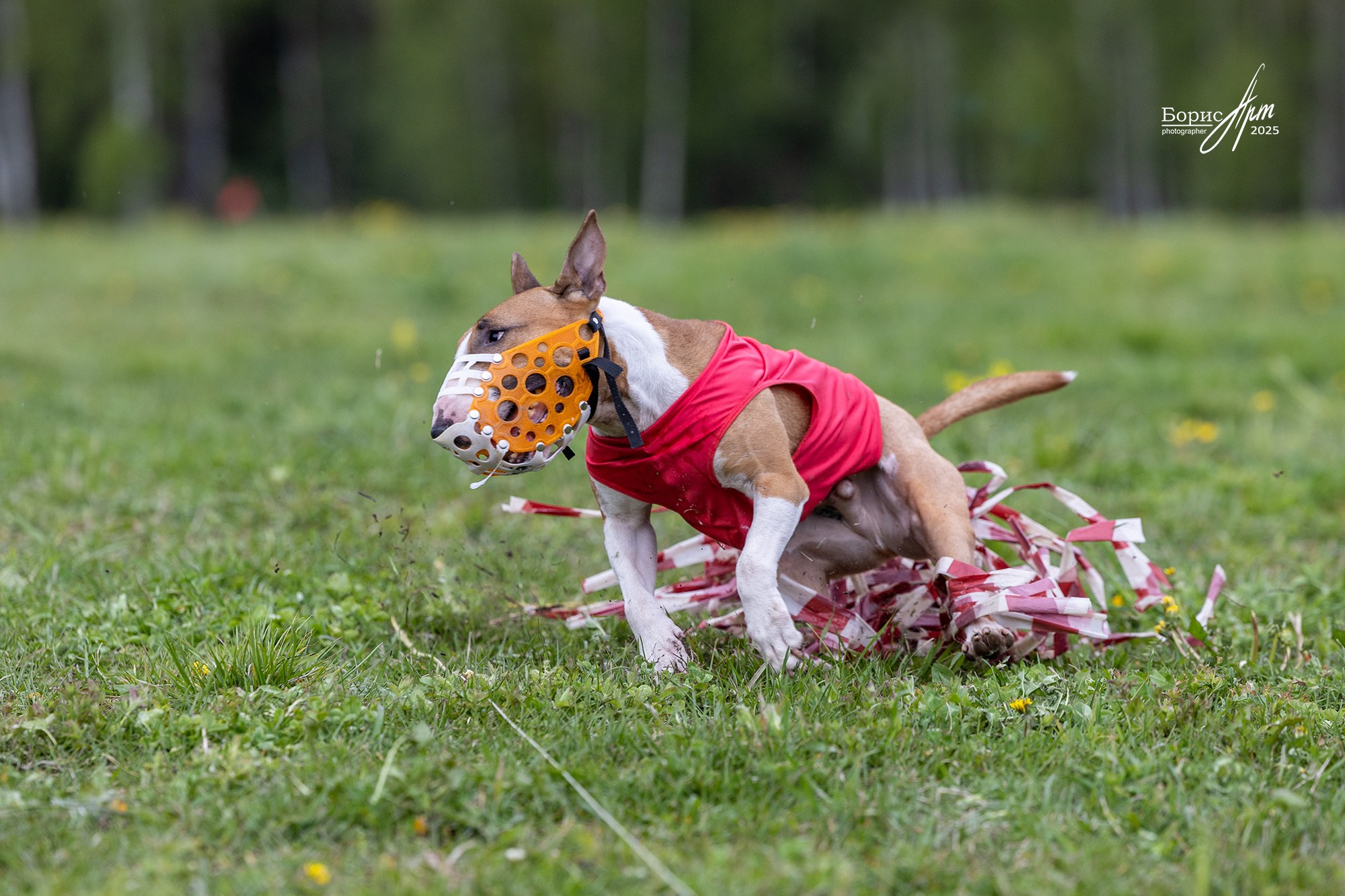 КУРСИНГ. Борис Артамонов фотограф — анималист. Москва