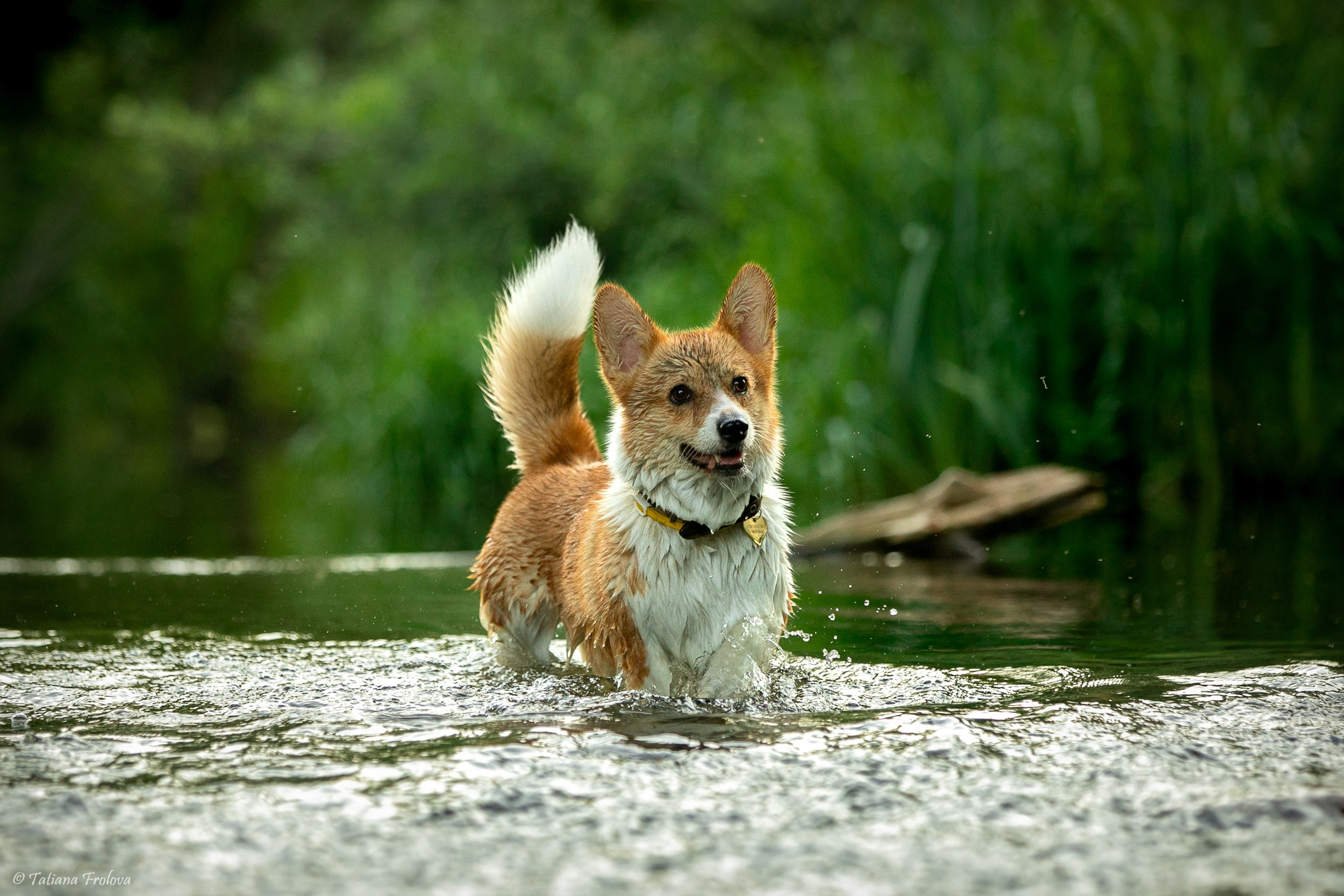 Фотографии собаки с хозяйкой в парке летним вечером. Фотограф-анималист в Москве и Московской области Татьяна Фролова