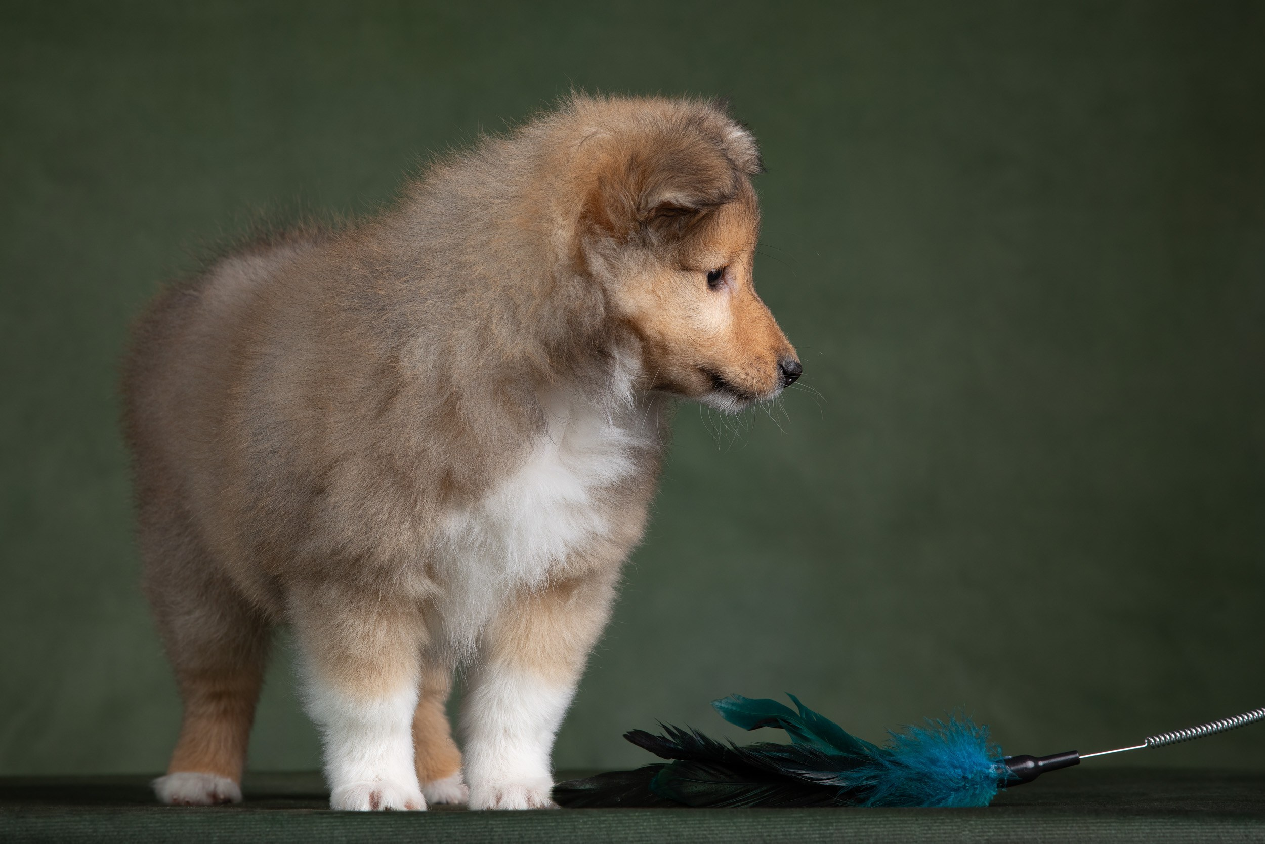 Помет щенков в 2 месяца. Фотограф-анималист в Москве и Московской области Татьяна Фролова