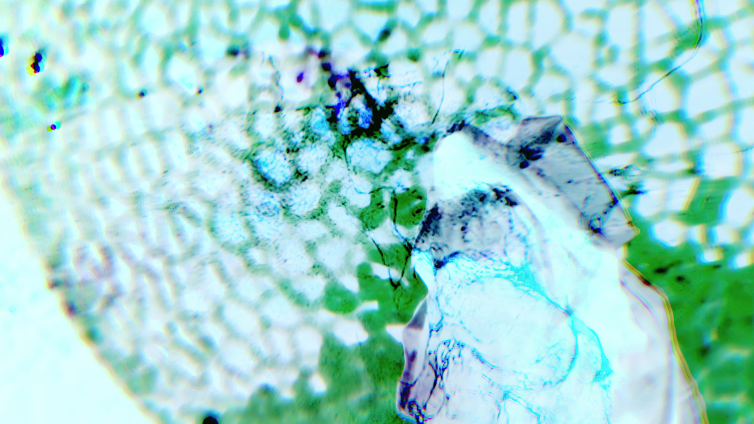 HAUK — ЗАРНИЦА. ALEXANDER VESELKOV — ФОТОГРАФ | NFT ARTIST | РЕЖИССЕР I VISUAL ARTIST