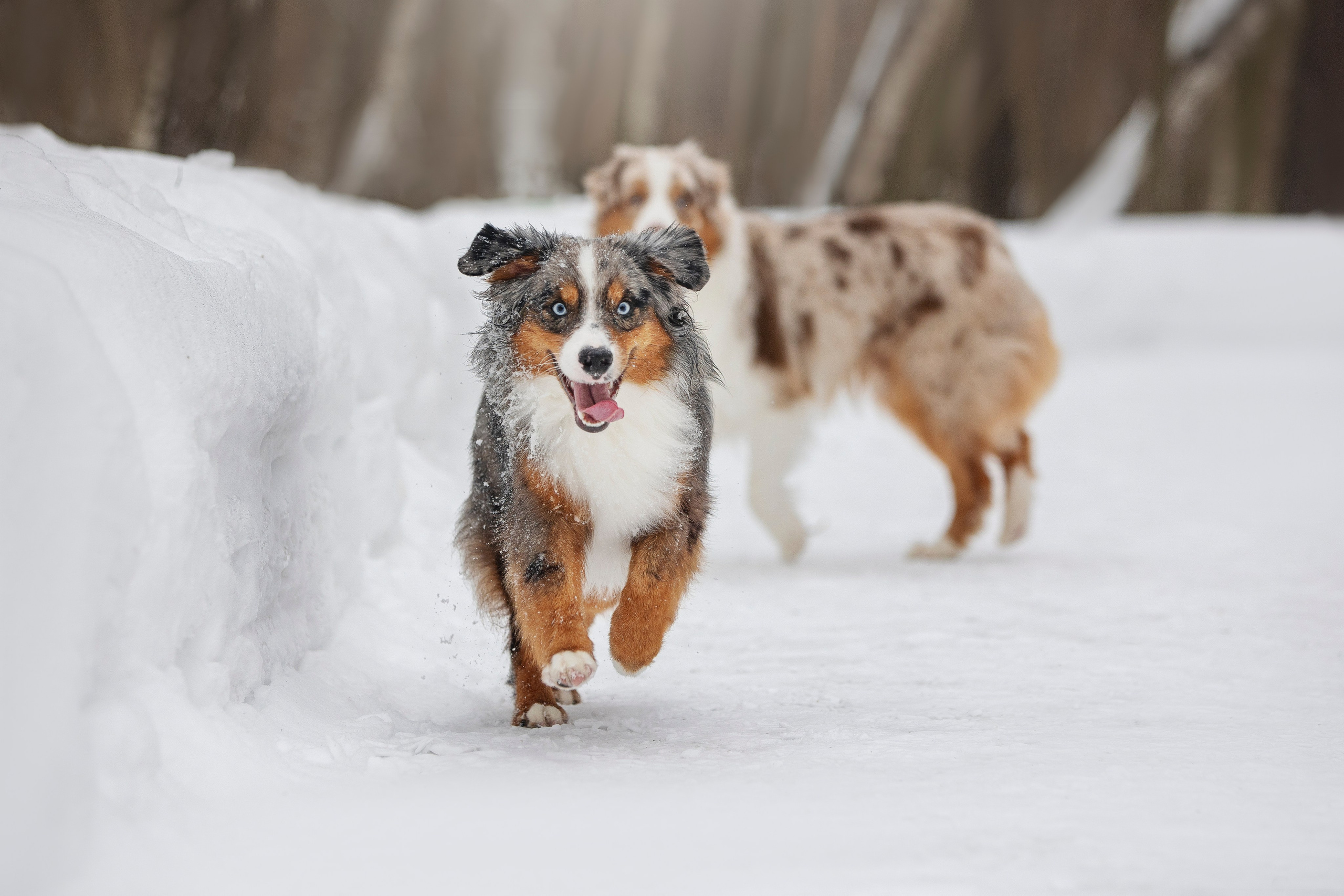 Дария, Макс, Сезам и Чили. Фотограф анималист в Москве Майорова Евгения