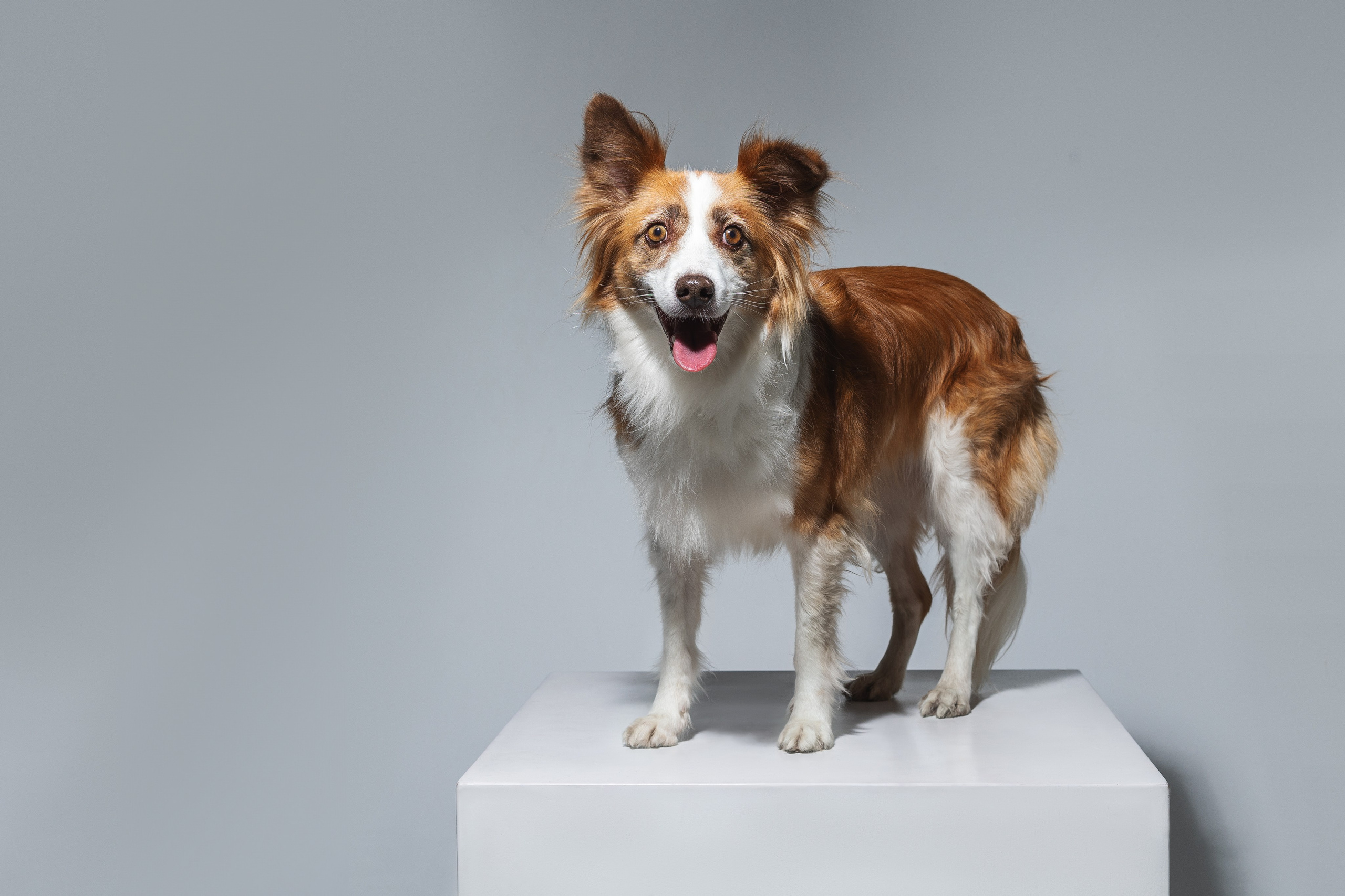 Фотосъемка собак в студии. Фотограф анималист в Москве Майорова Евгения