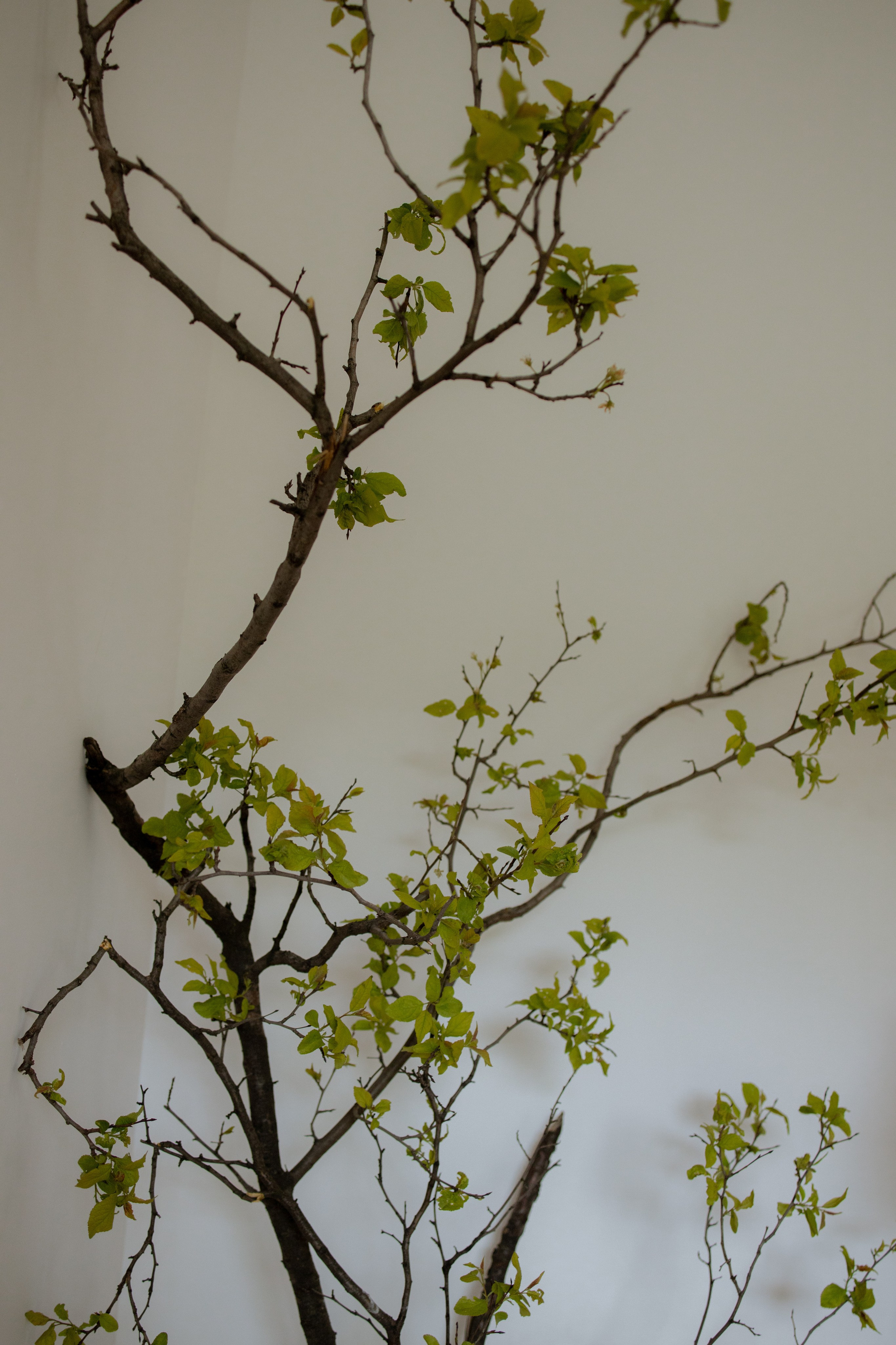 Утро Есении. Оформление свадеб, декор свадеб Вера Маркова, Москва