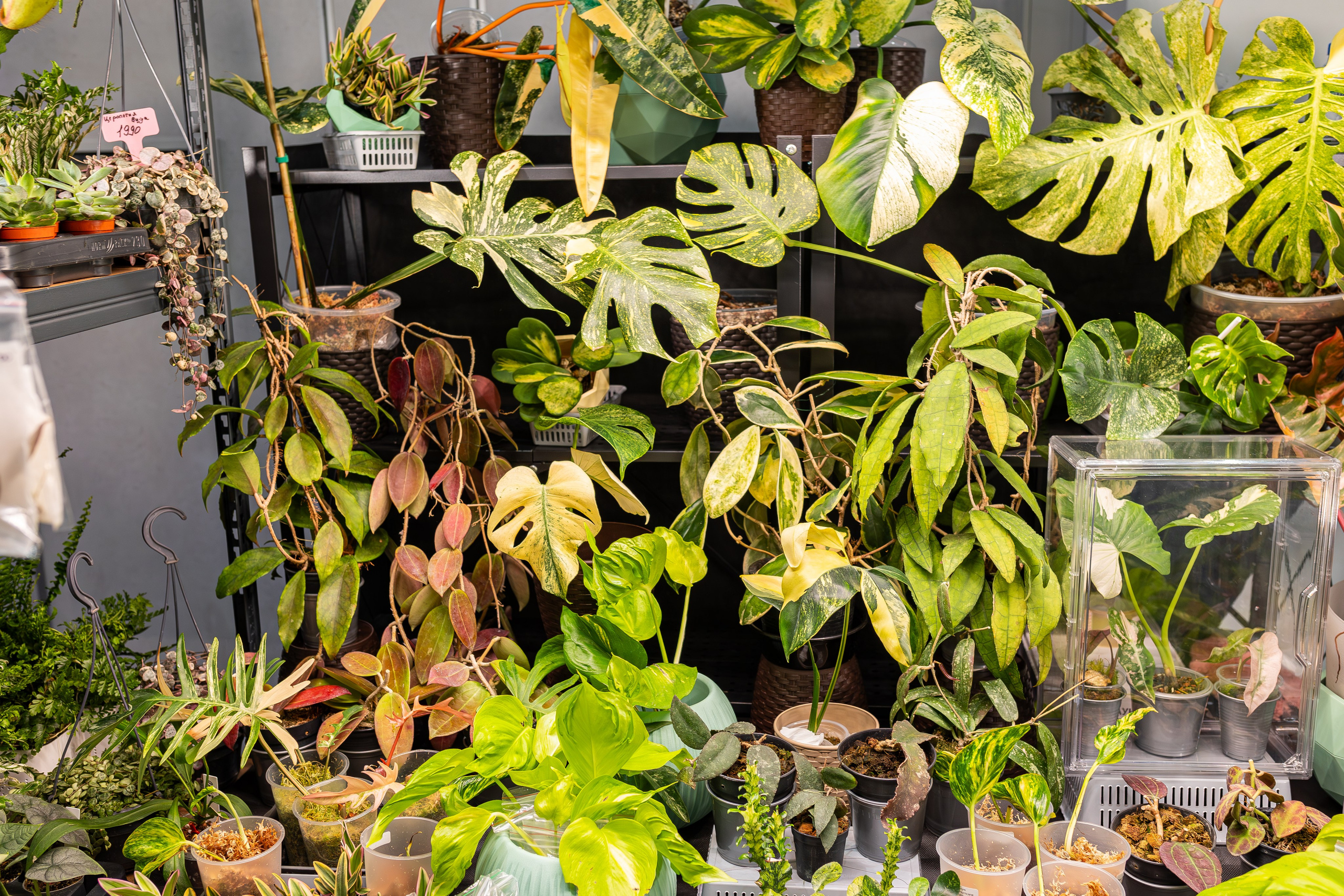 Монстериум апрель 2026. Александра Куликова фотограф, Москва