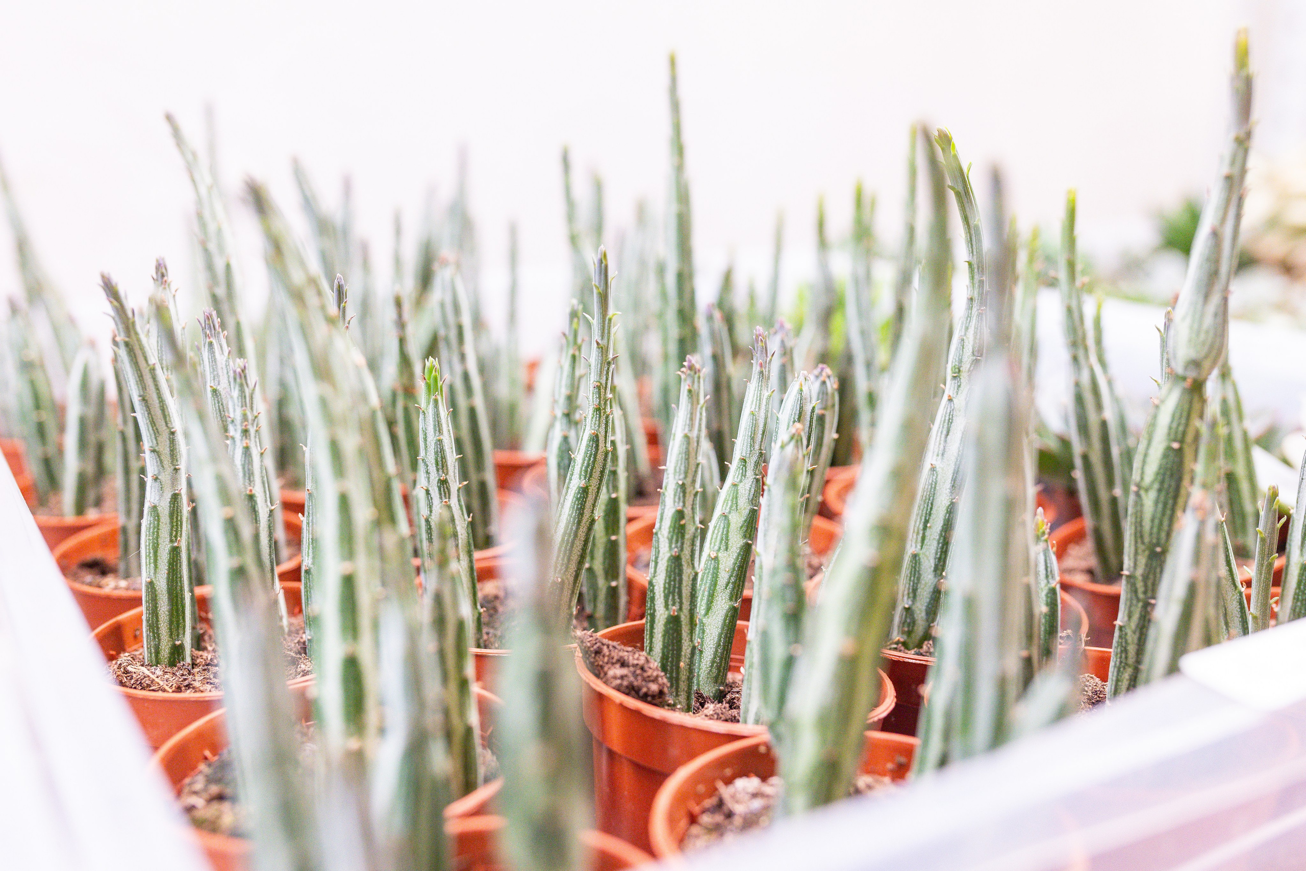 Ярмарка Green Rare 20.09.25. Александра Куликова фотограф, Москва