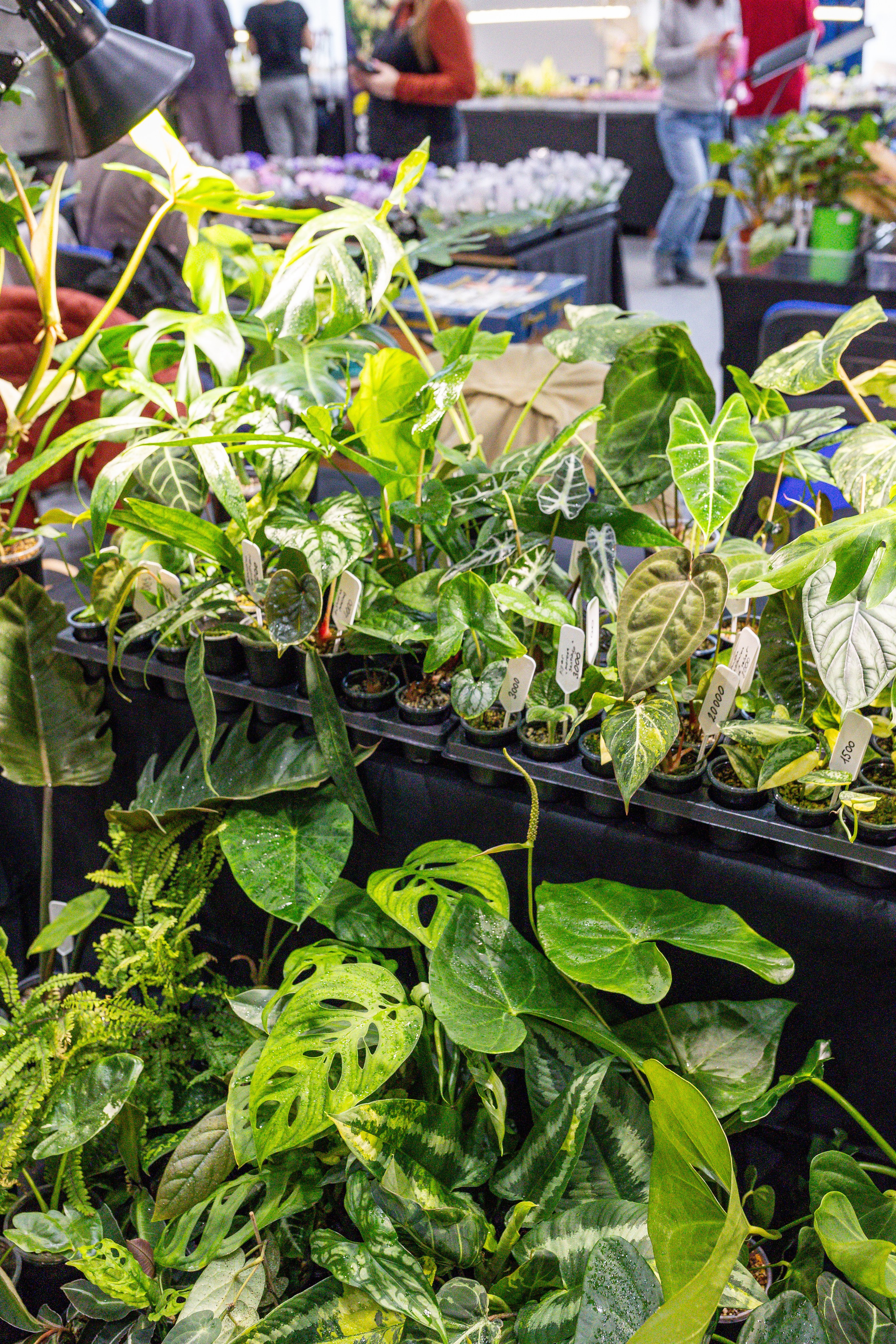 Монстериум апрель 2025. Александра Куликова фотограф, Москва