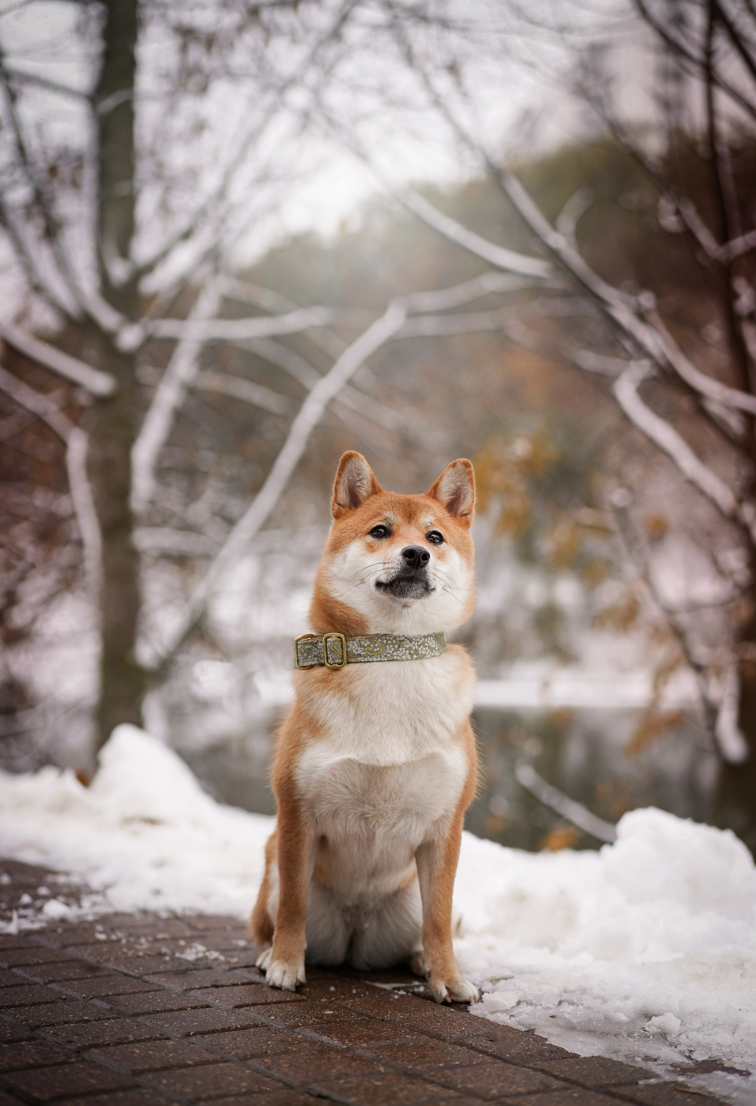 Алина и Юми. Фотограф-анималист в Санкт-Петербурге Яна Мартынова
