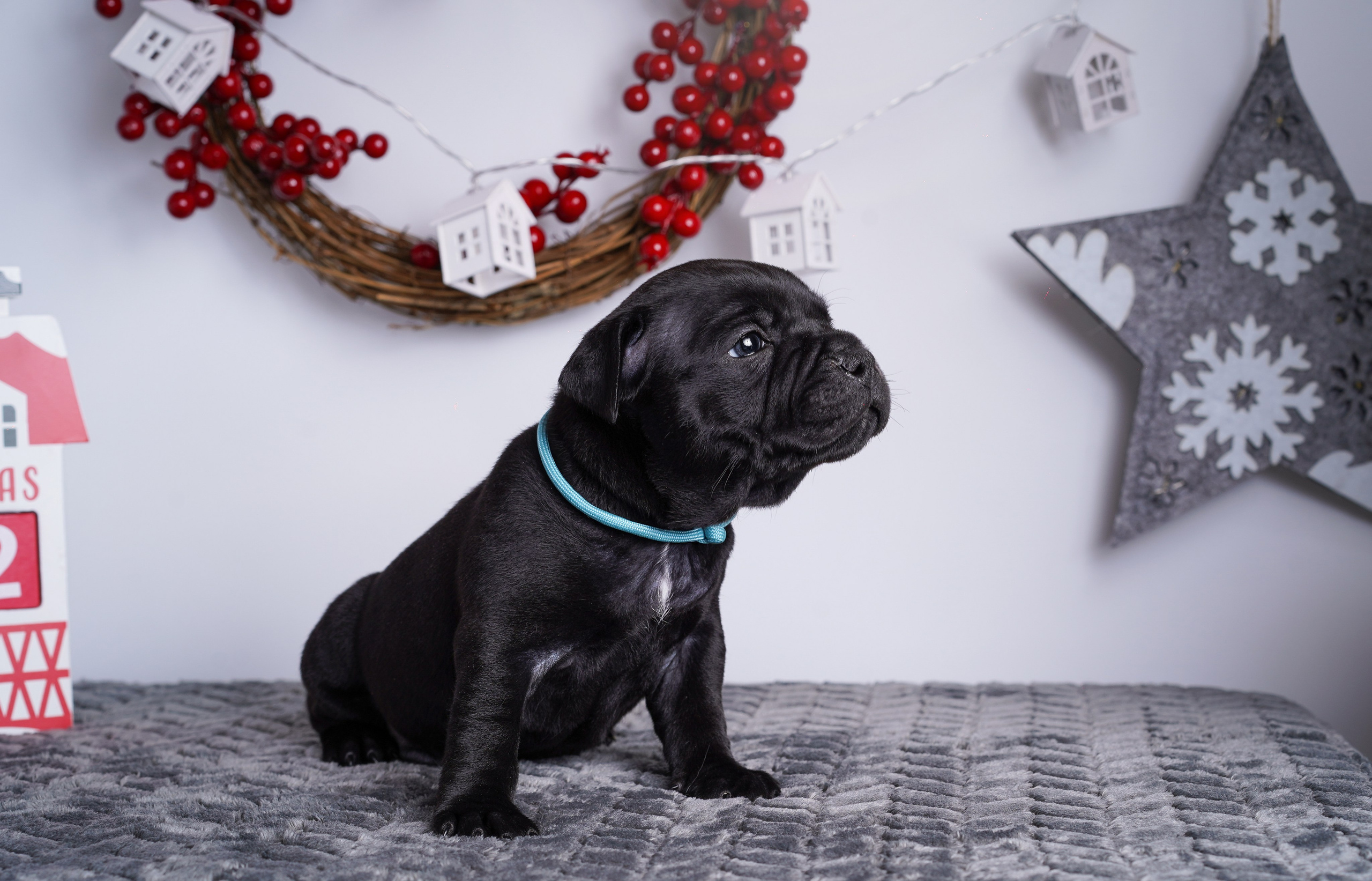 Щенки стаффи. Фотограф-анималист в Санкт-Петербурге Яна Мартынова