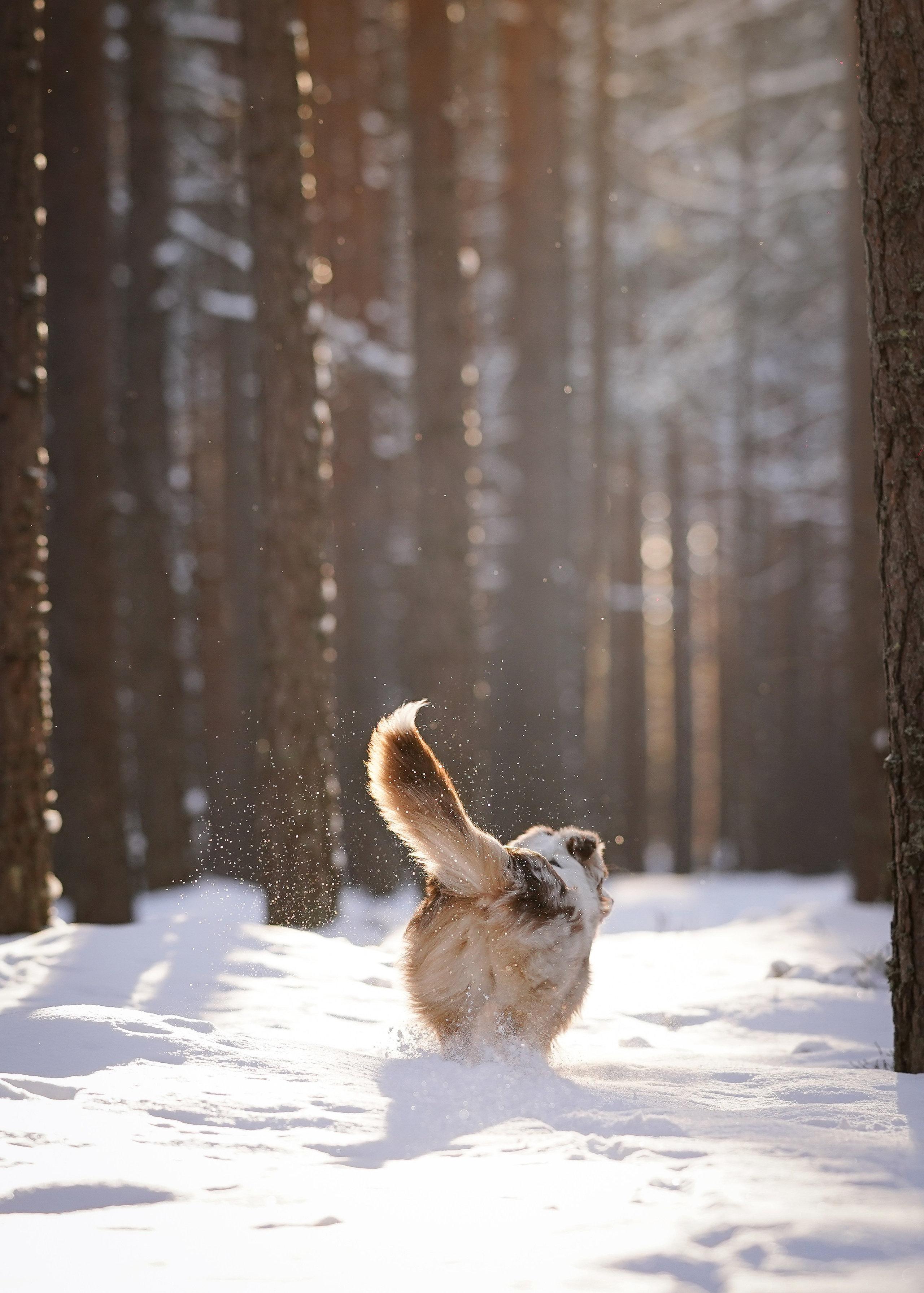 Панда март. Фотограф-анималист в Санкт-Петербурге Яна Мартынова