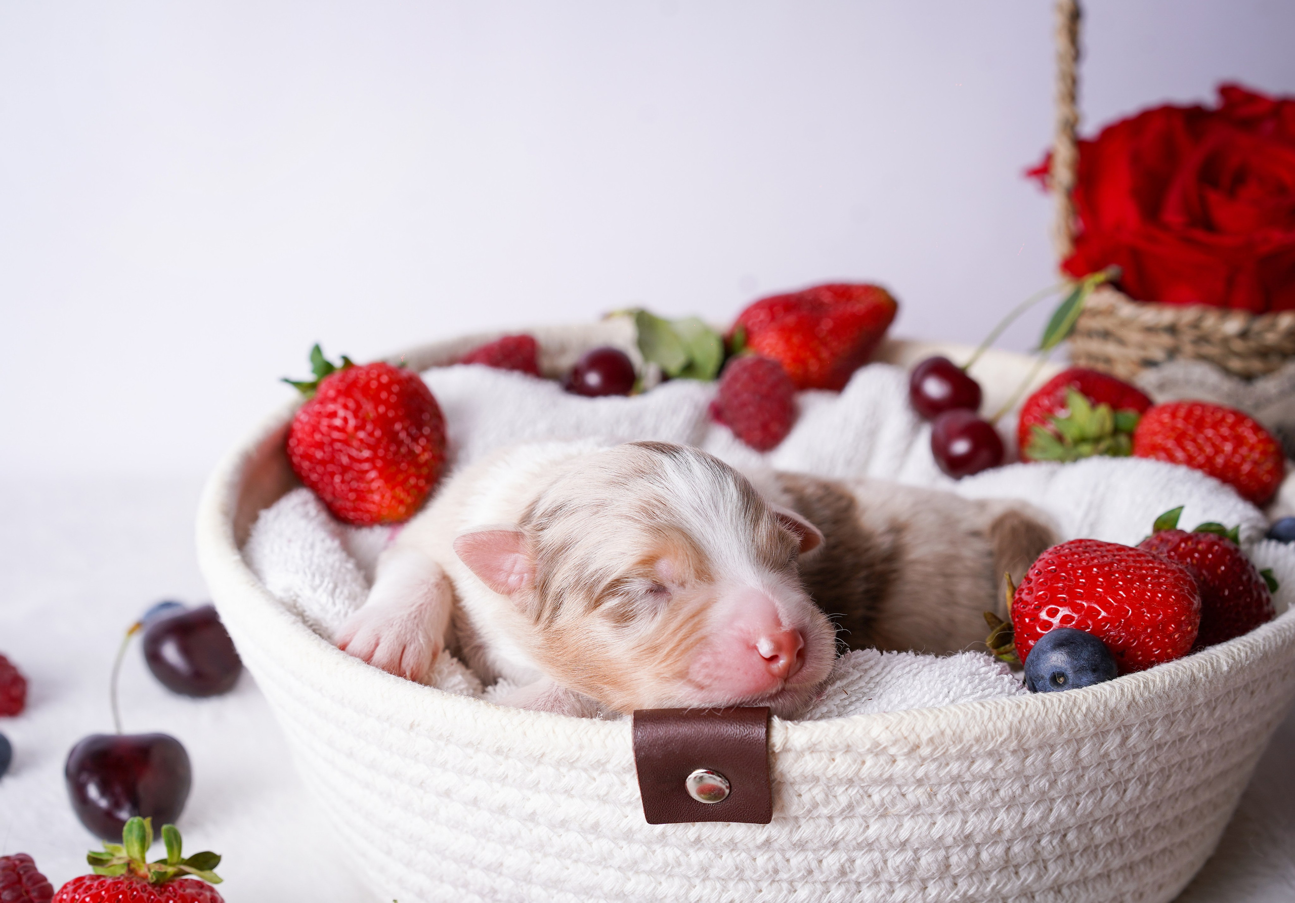 Щенки аусси. Фотограф-анималист в Санкт-Петербурге Яна Мартынова