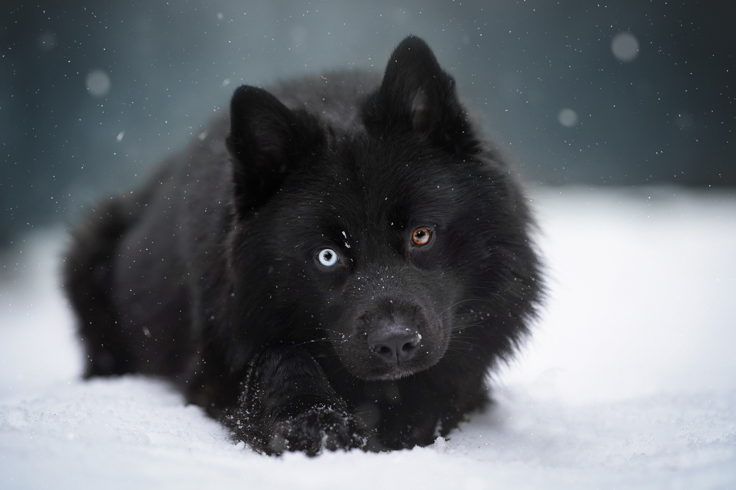 Лора Джанго и Хэппи. Фотограф-анималист в Санкт-Петербурге Яна Мартынова