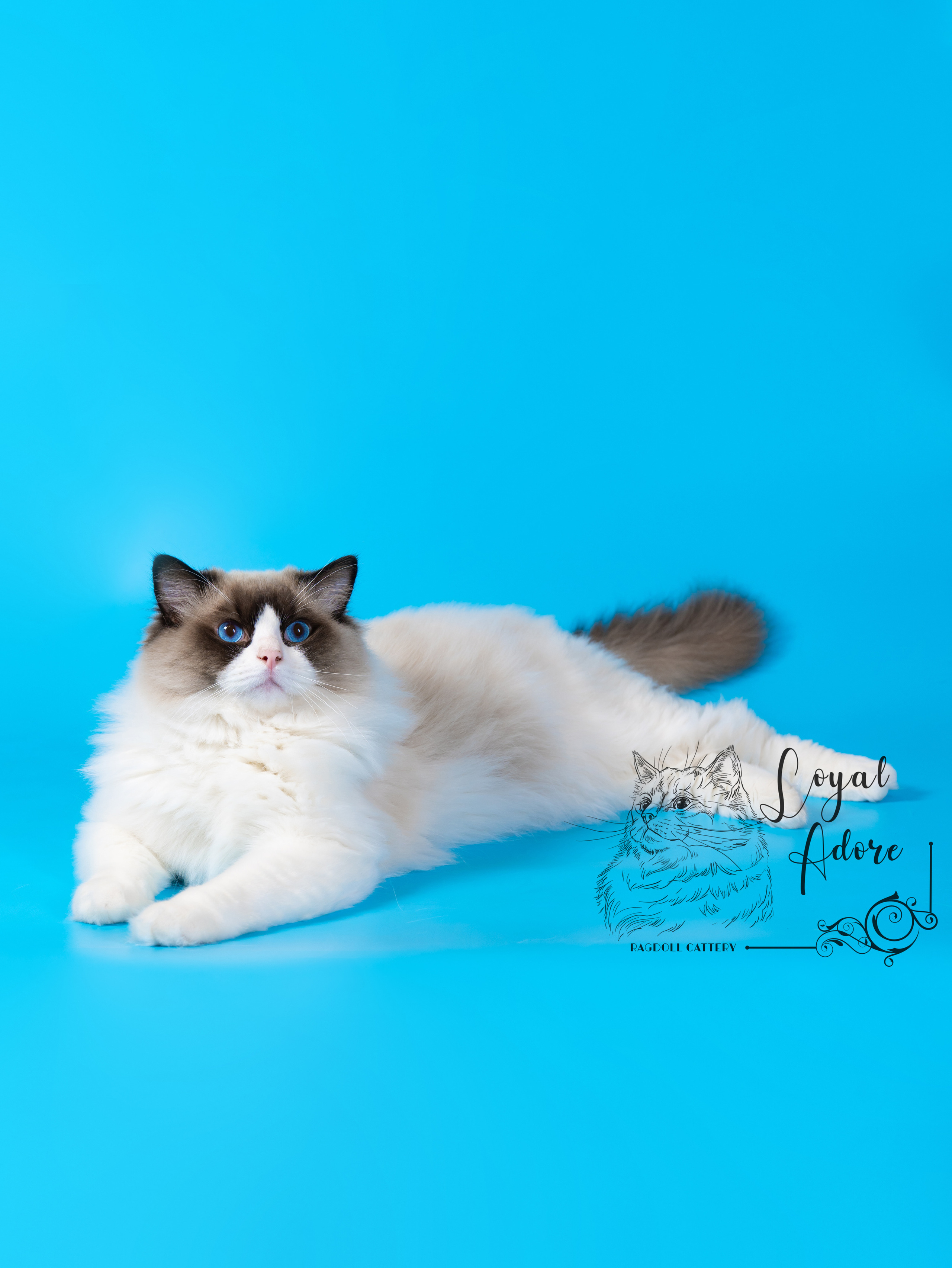 Коты производители Loyal Adore. Питомник рэгдолл Loyal Adore