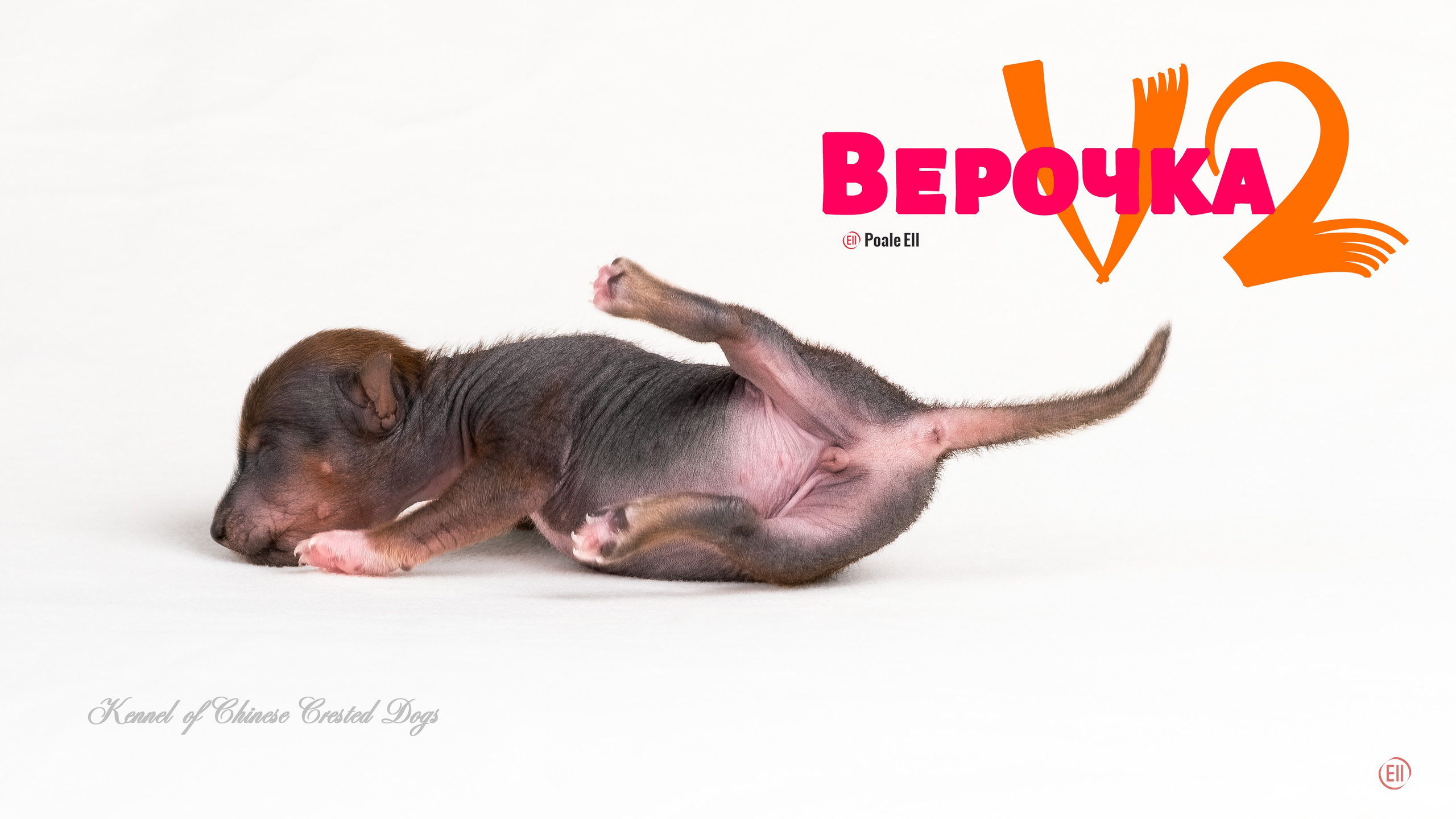 Poale Ell Vera hairless femaly dog. Chinese Crested Dog Kennel Poale Ell