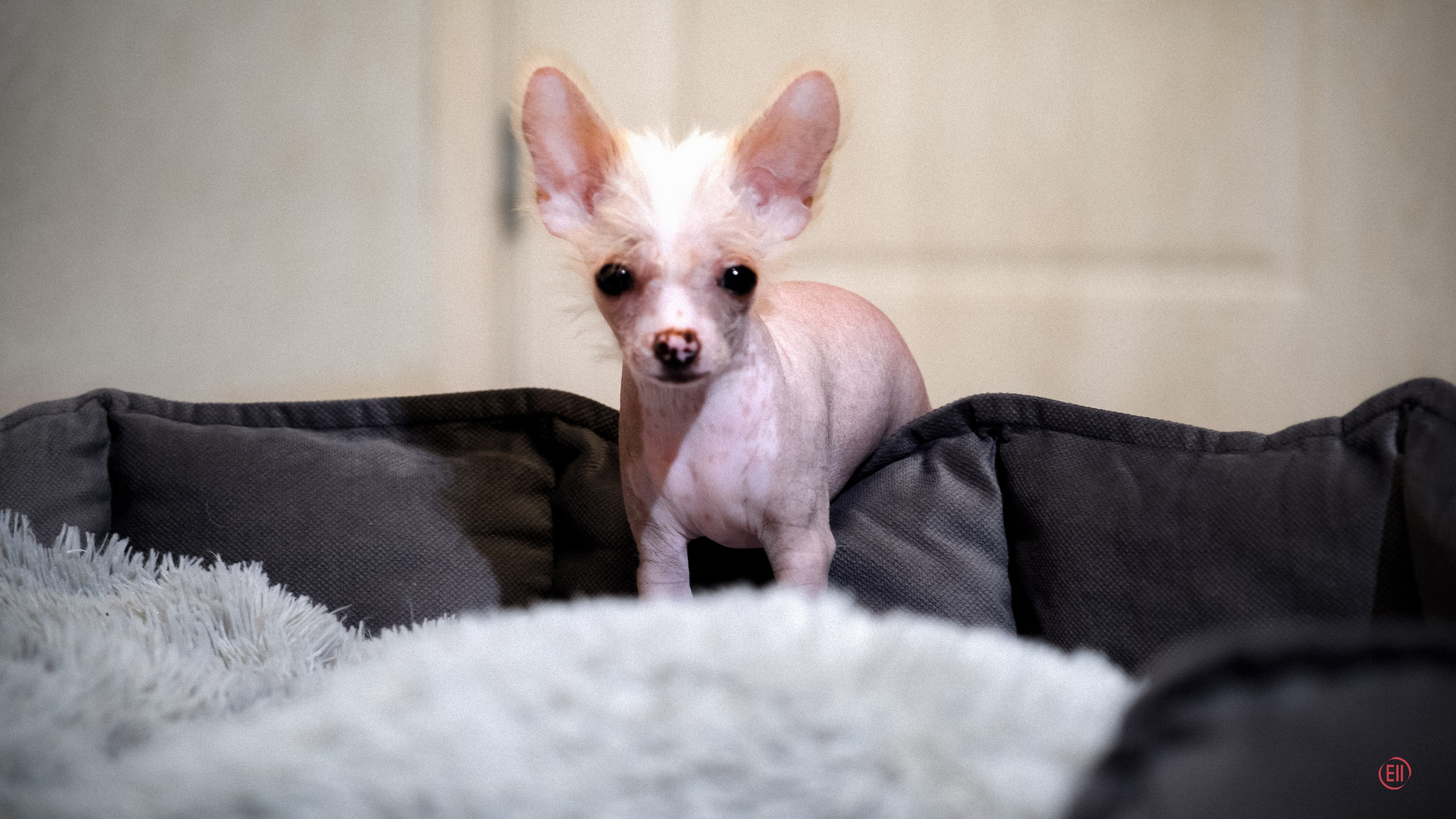 С наступающим 2026 Новым Годом!. Poale Ell Chinese Crested Dog Kennel: Buy a puppy from the kennel