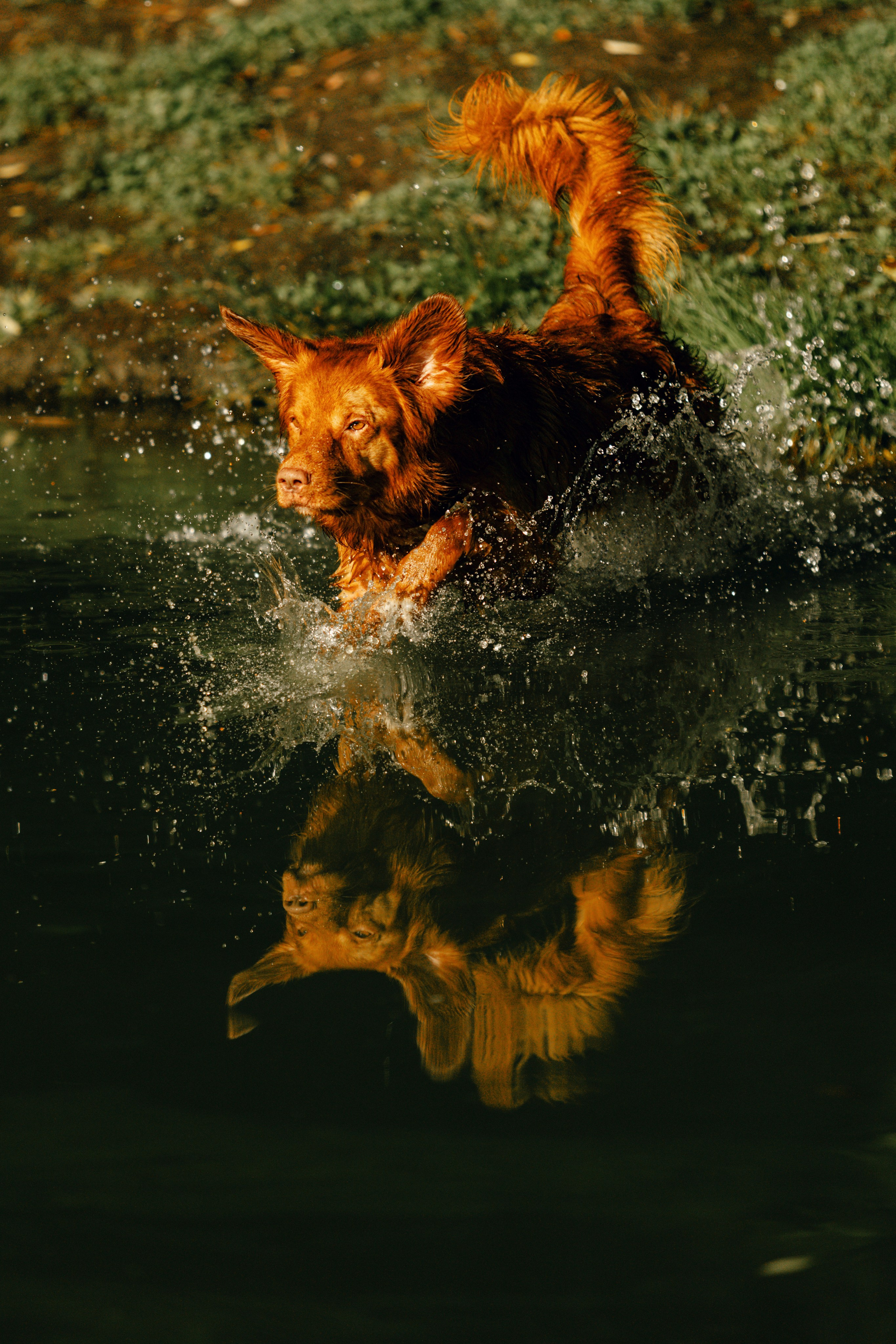 Москва / Толлер Бублик. Фотограф Кузина Вера