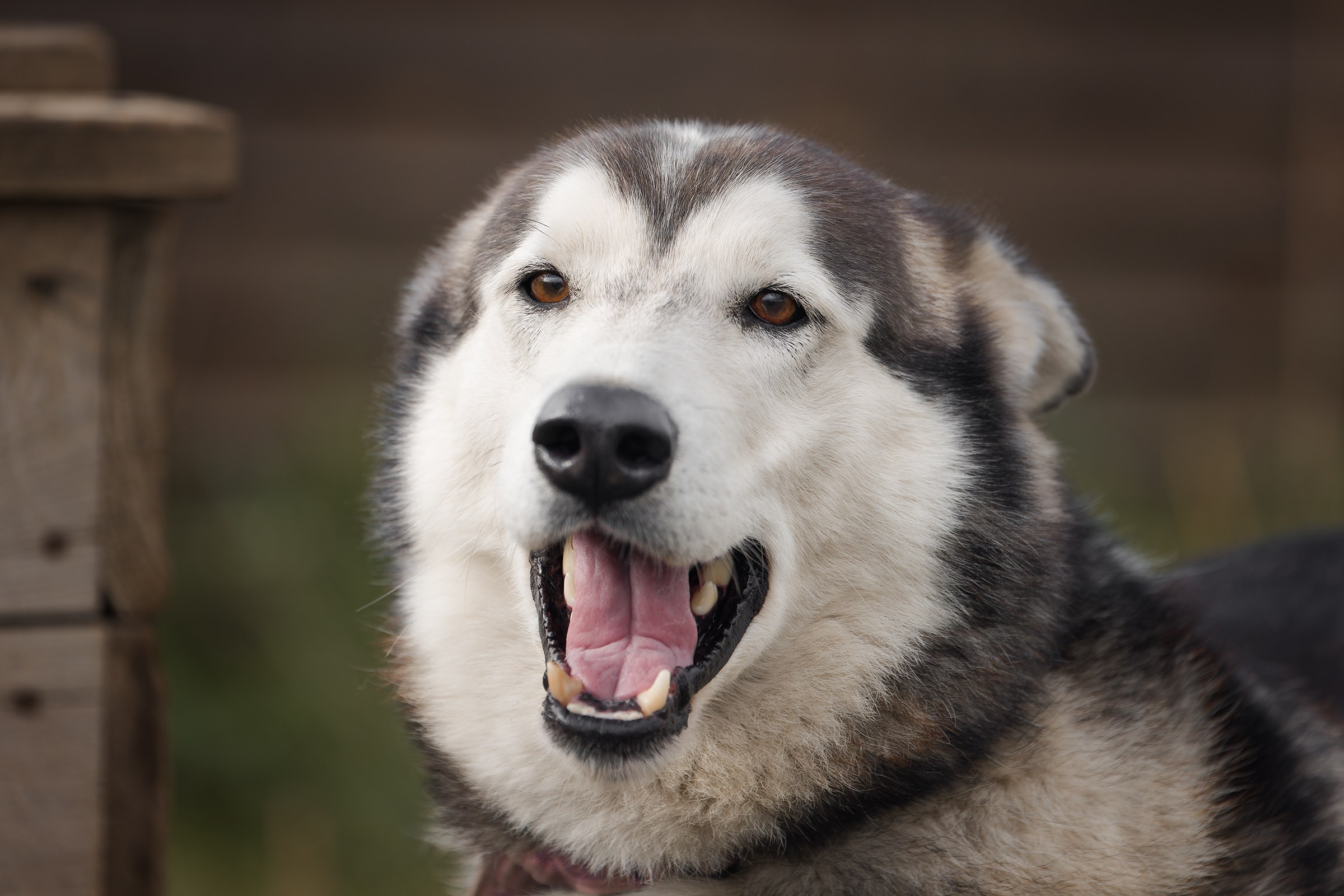 Собаки приюта «Дом северной собаки». Irenephoto.ru