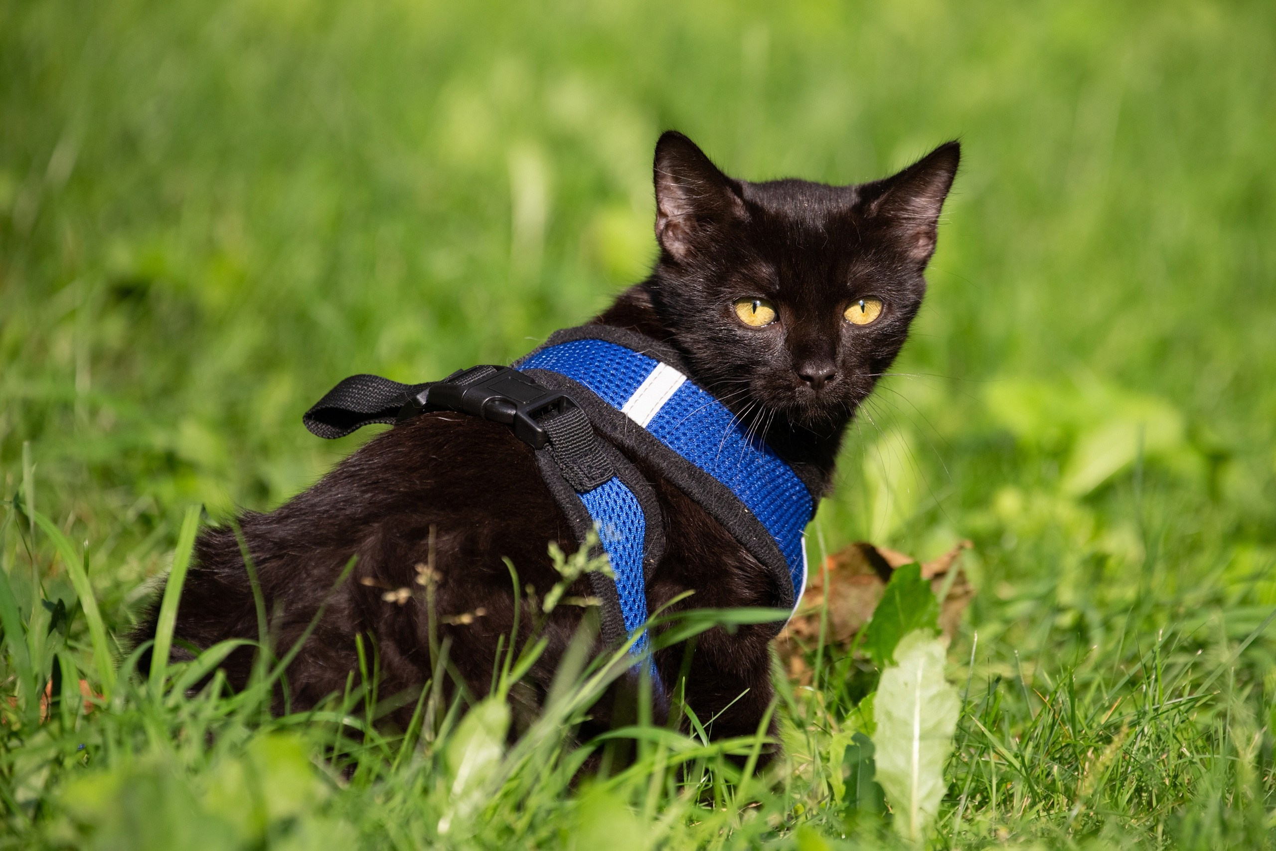 Кошки и котята в приютах. Irenephoto.ru