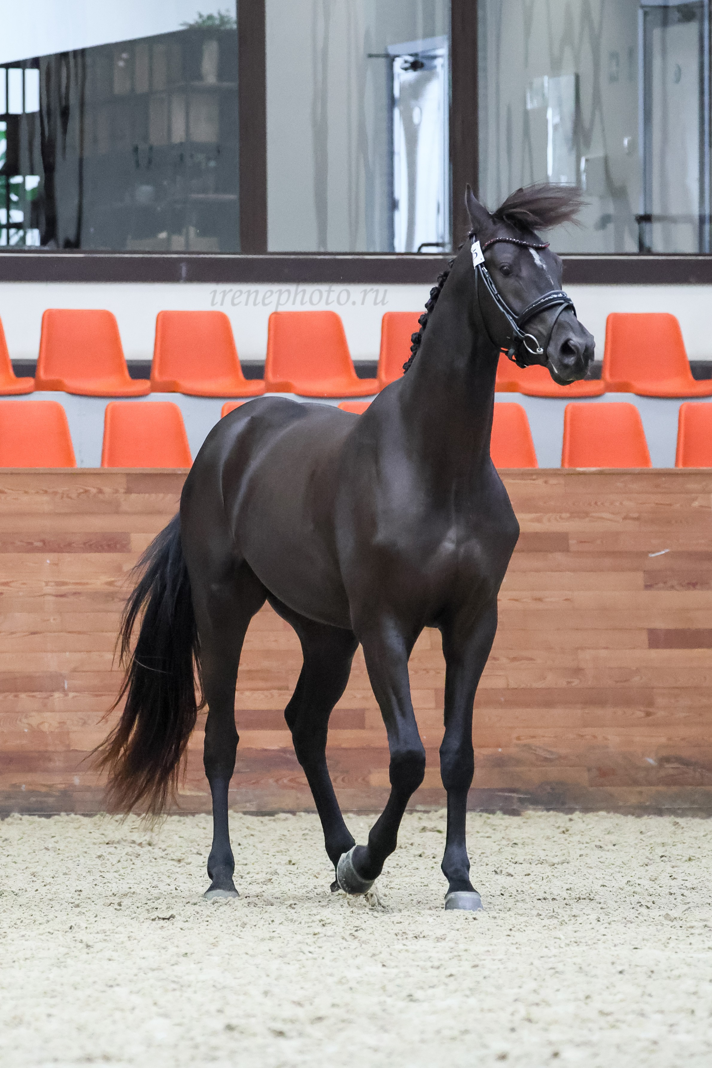 Конная Россия 2024 Оценка двигательных качеств. Irenephoto.ru