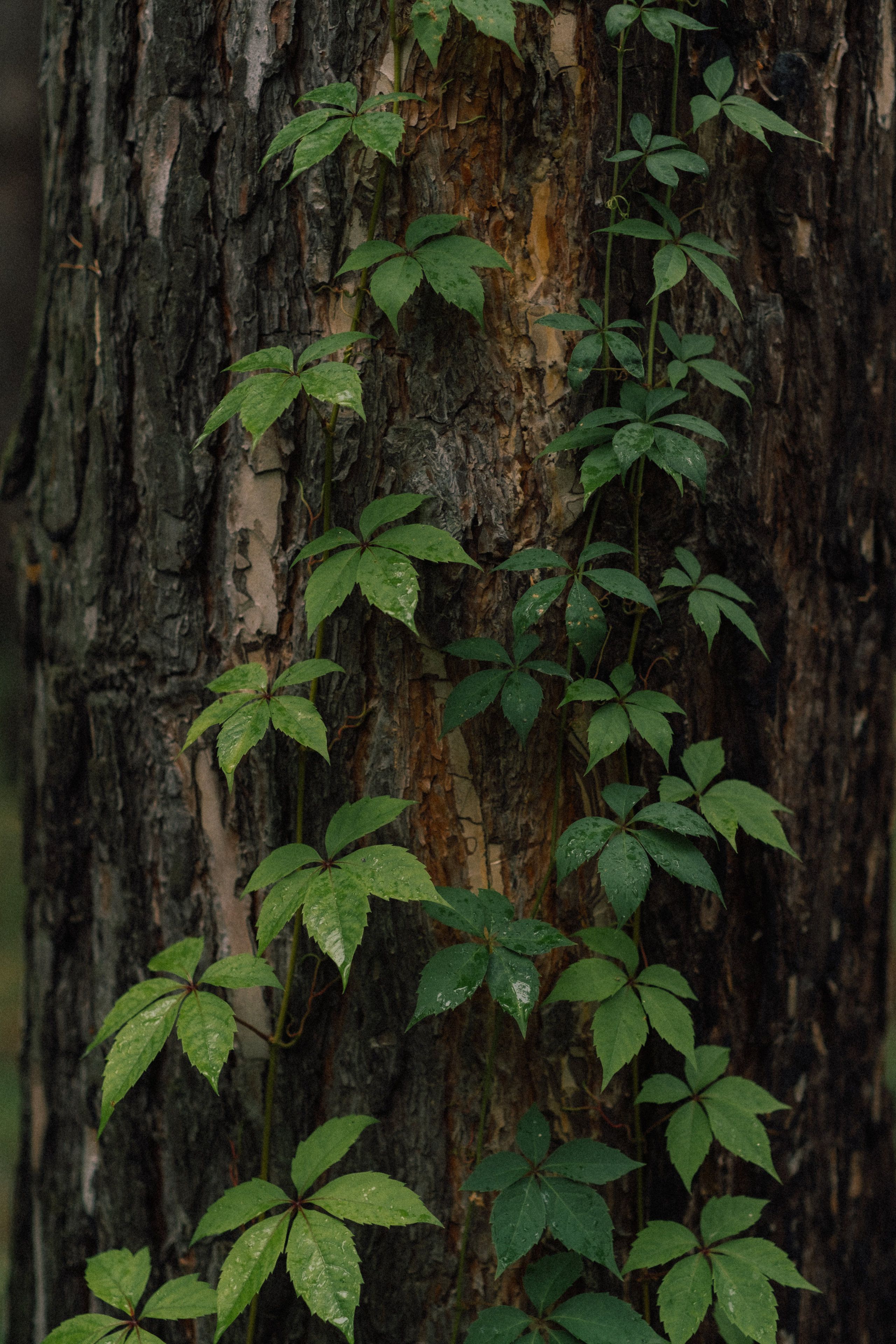 Xenia. Фотограф Ксения Дзюбак Самара-Москва