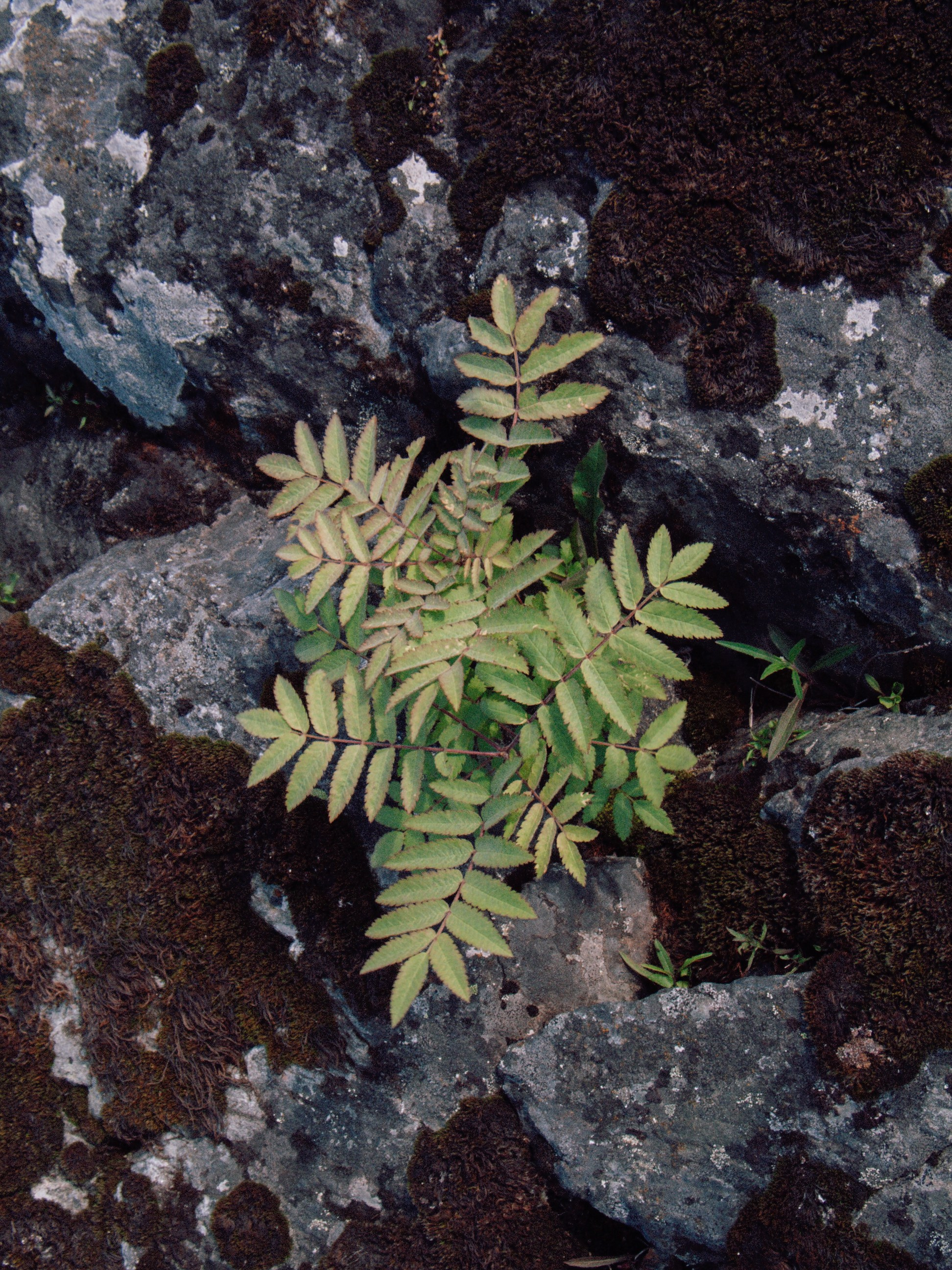 Ладожские шхеры | 2025