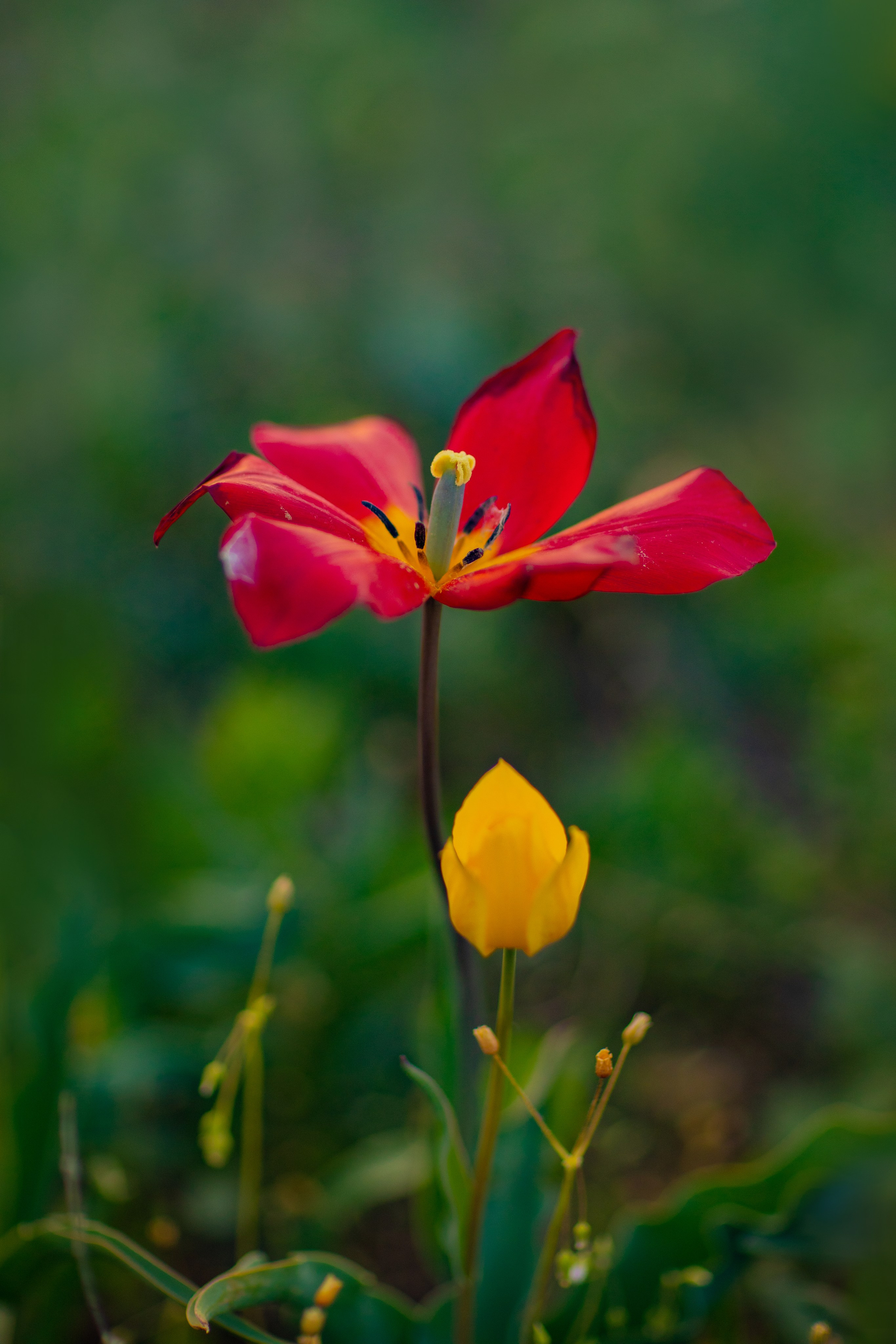 Портфолио. Фотограф Севастополь/Крым Светлана Евтушенко