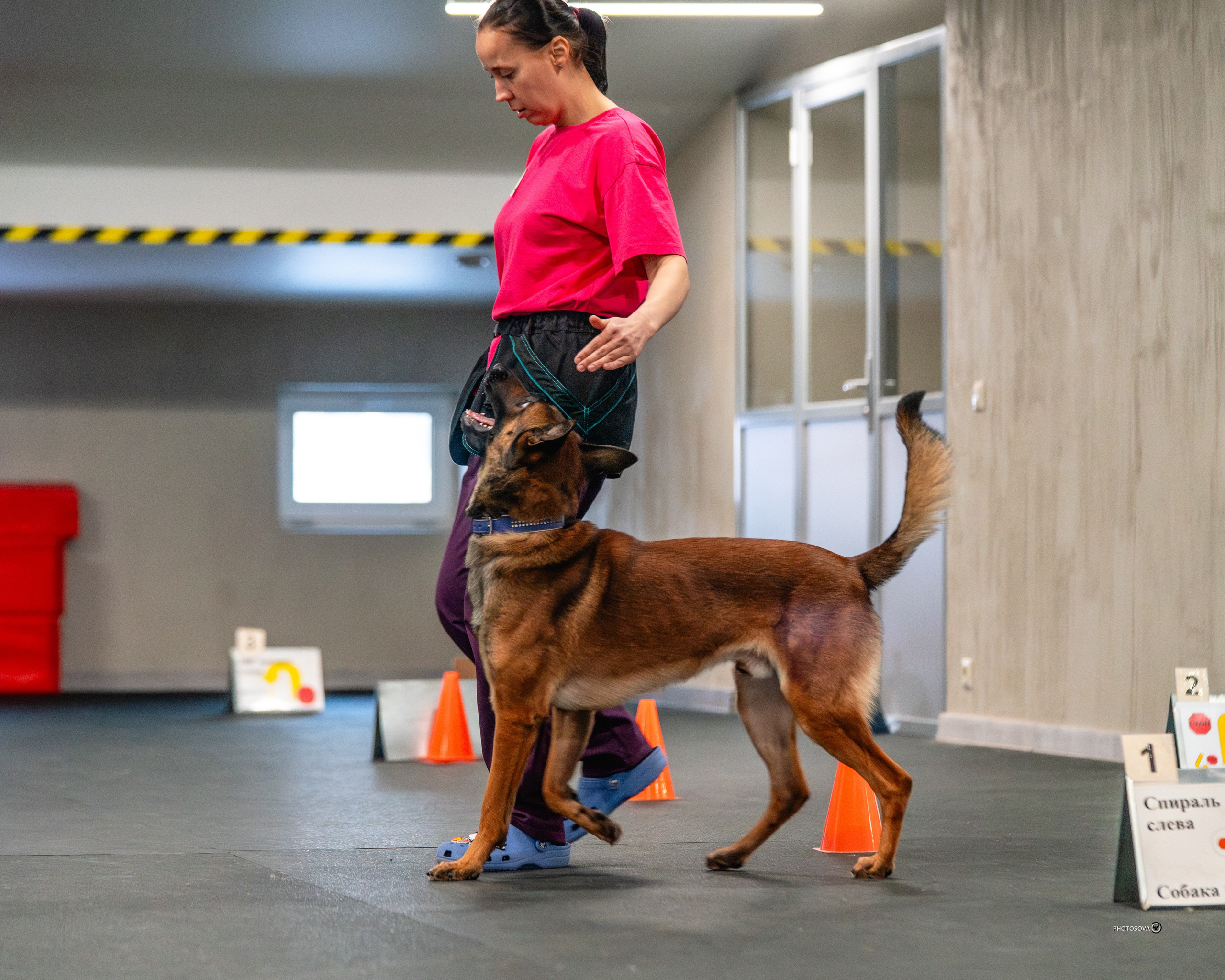 ТЫ И Я (соревнования по ралли-обидиенс). Фотограф-анималист, семейный фотограф в Москве и Подмосковье. Фотосъёмка кинологических дисциплин